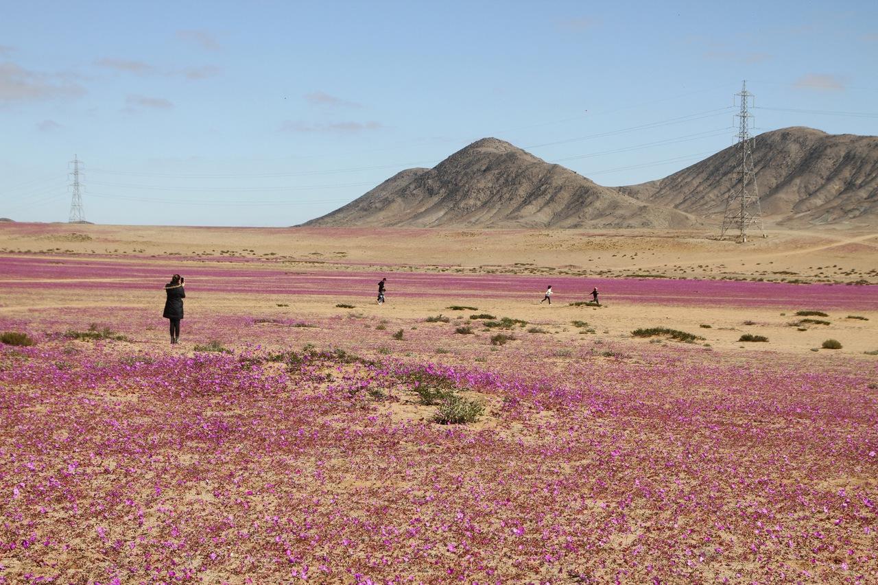 Deserto do Atacama florido. Fenômeno incomum faz deserto do Atacama florescer fora de época após quase dez ano; veja fotos