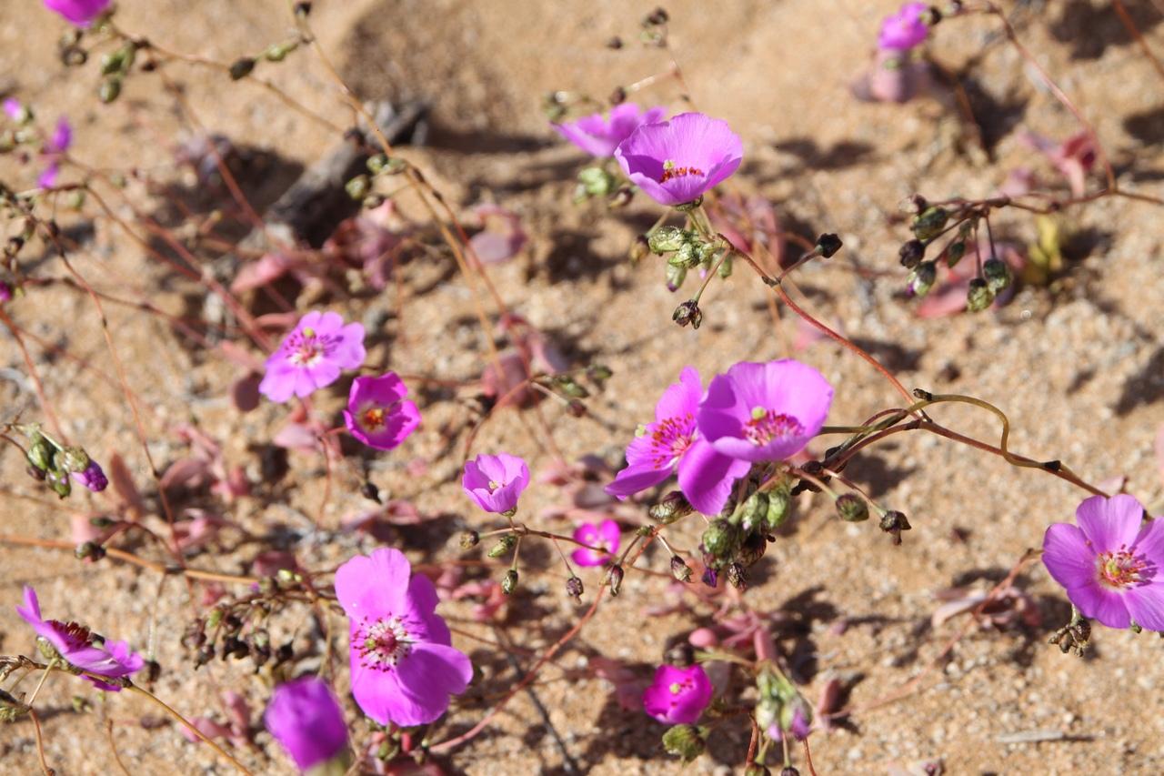 Deserto do Atacama florido. Fenômeno incomum faz deserto do Atacama florescer fora de época após quase dez ano; veja fotos