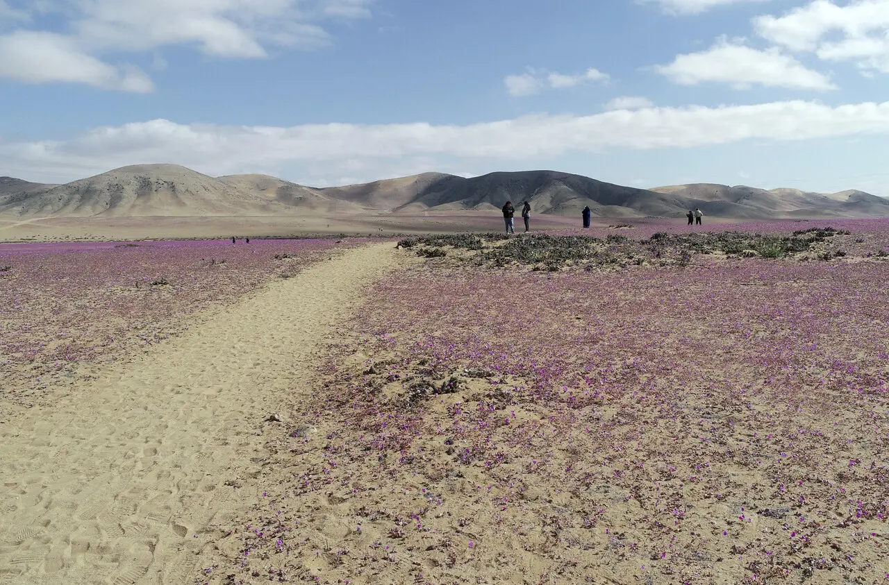 Deserto do Atacama florido. Fenômeno incomum faz deserto do Atacama florescer fora de época após quase dez ano; veja fotos