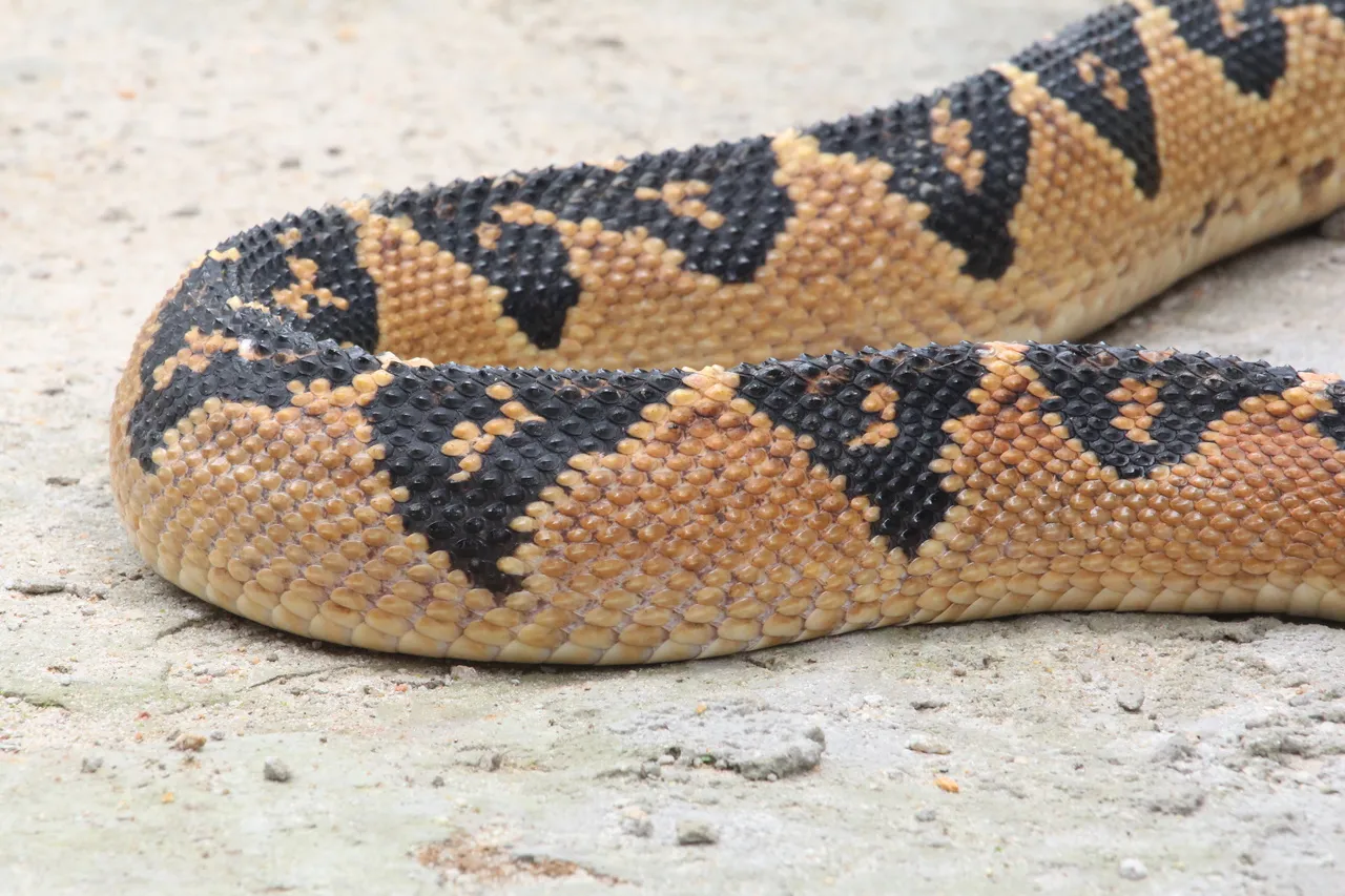 Escamas da cobra se assemelham à casca de jacas