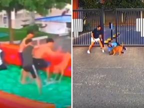 Print de vídeo de pitbull atacando moradores de condomínio