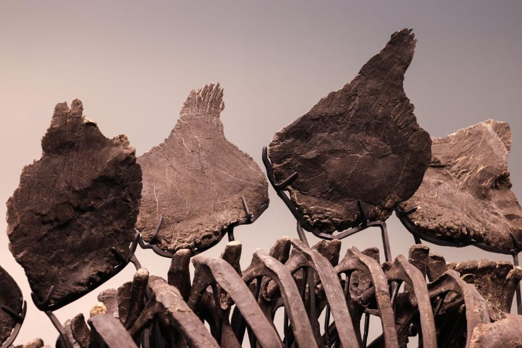 Os estegossauros se caracterizam pela armadura dorsal que se estende do pescoço até a cauda