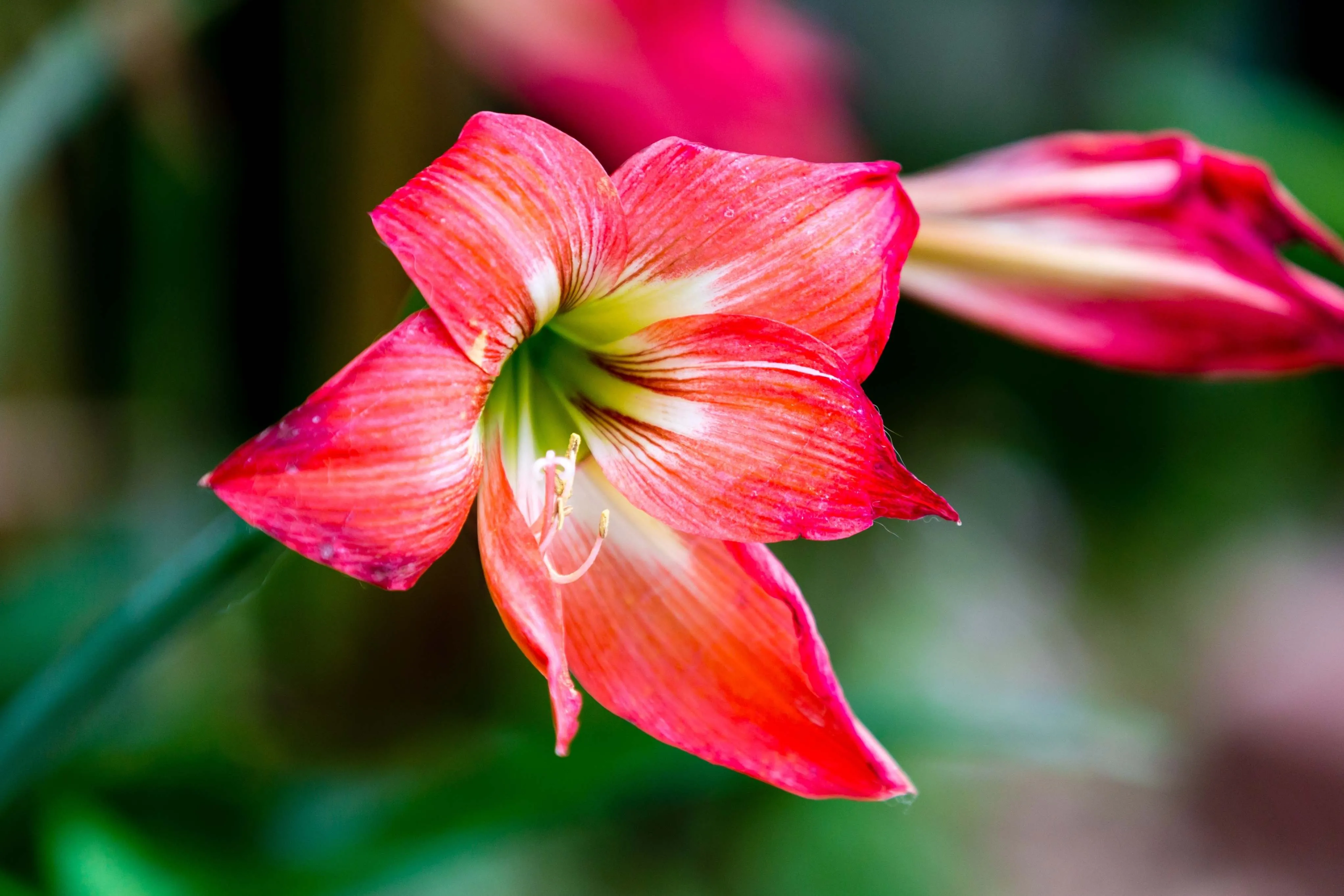 Amarilis pode ser encontrada em diversas cores