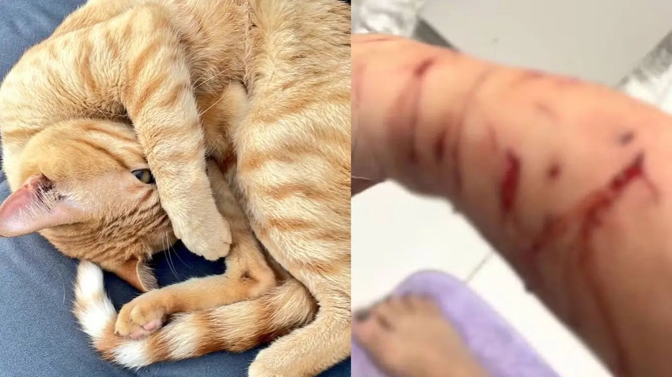 Gato ataca tutora e família precisa se esconder dentro da própria casa