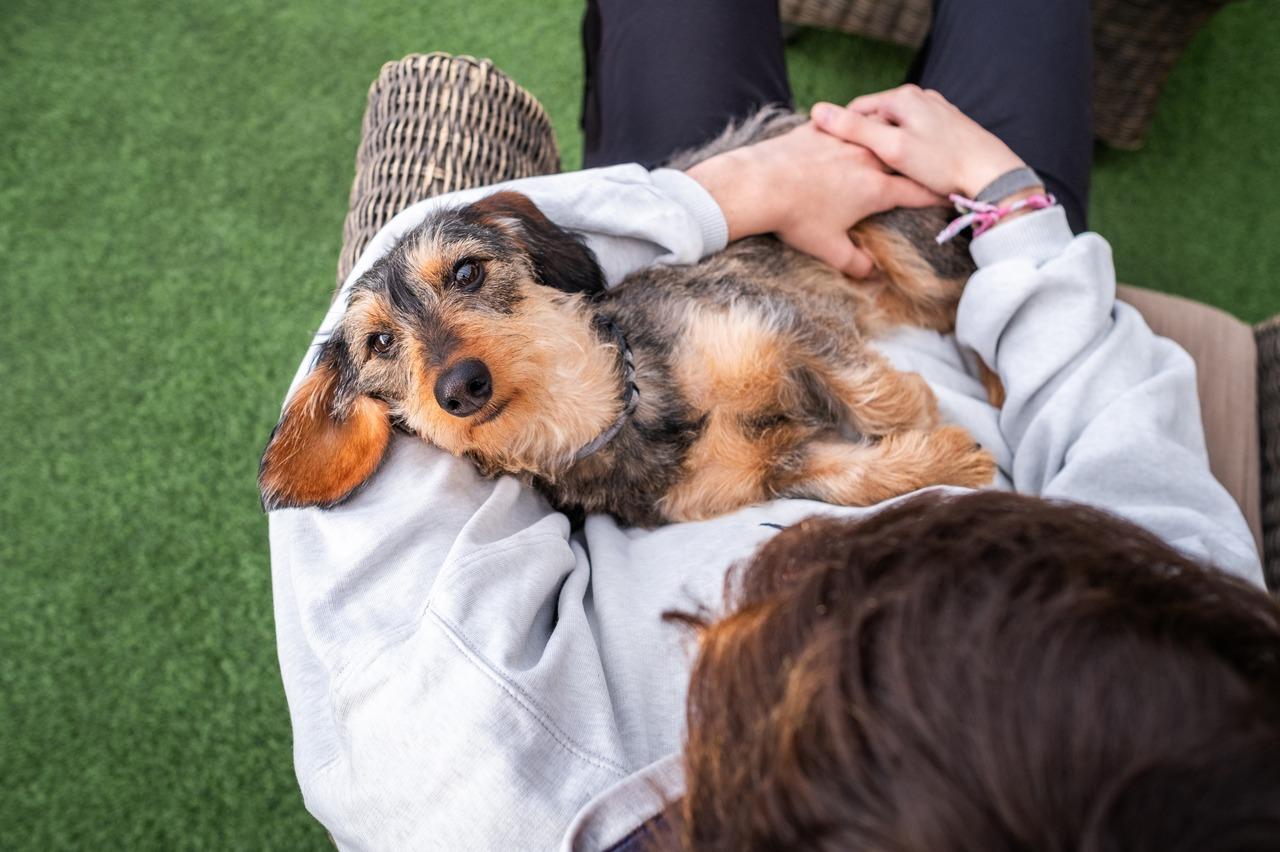 Leishmaniose em cães