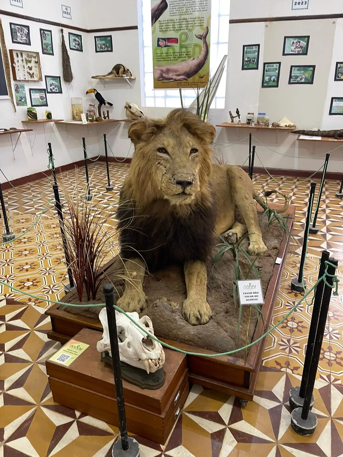 Imagem de leão empalhado na sala de um museu