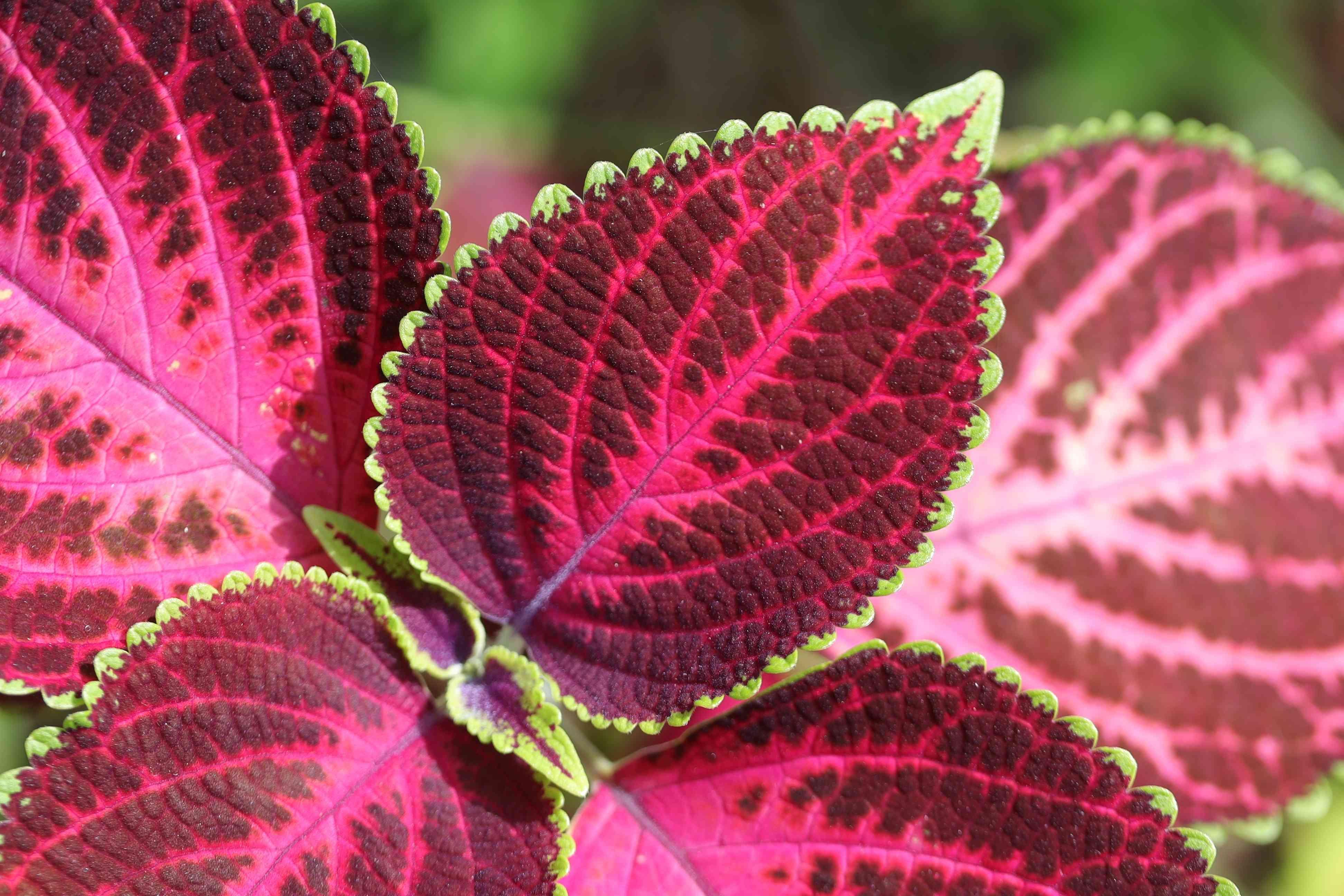 Coleus