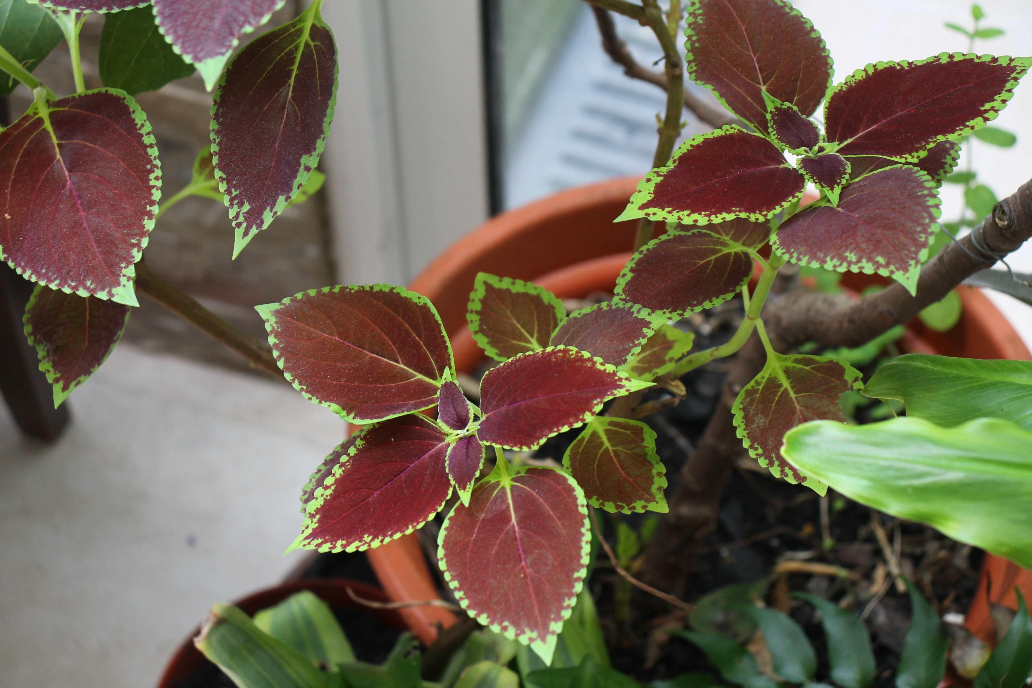 Coleus