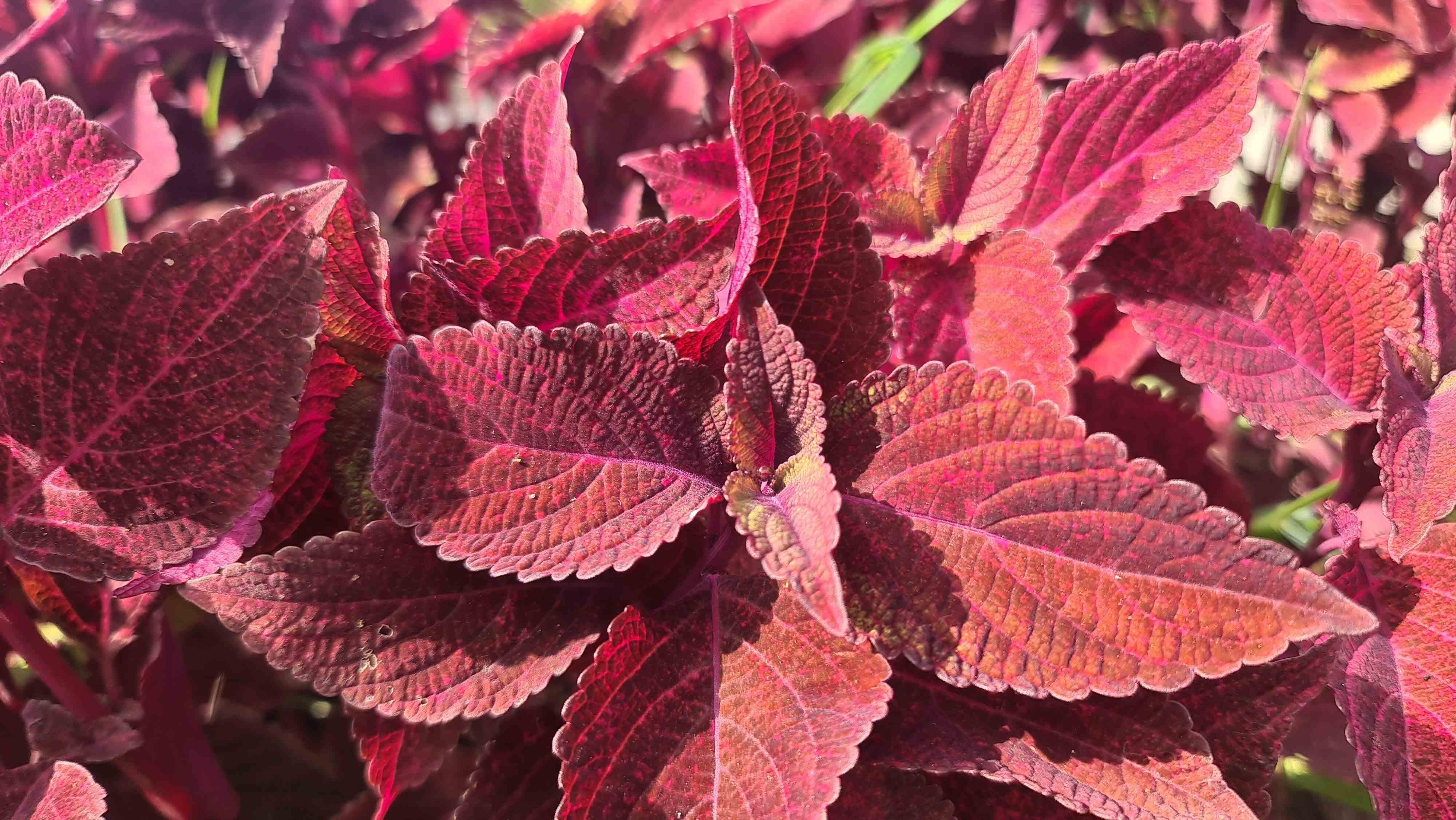 Coleus