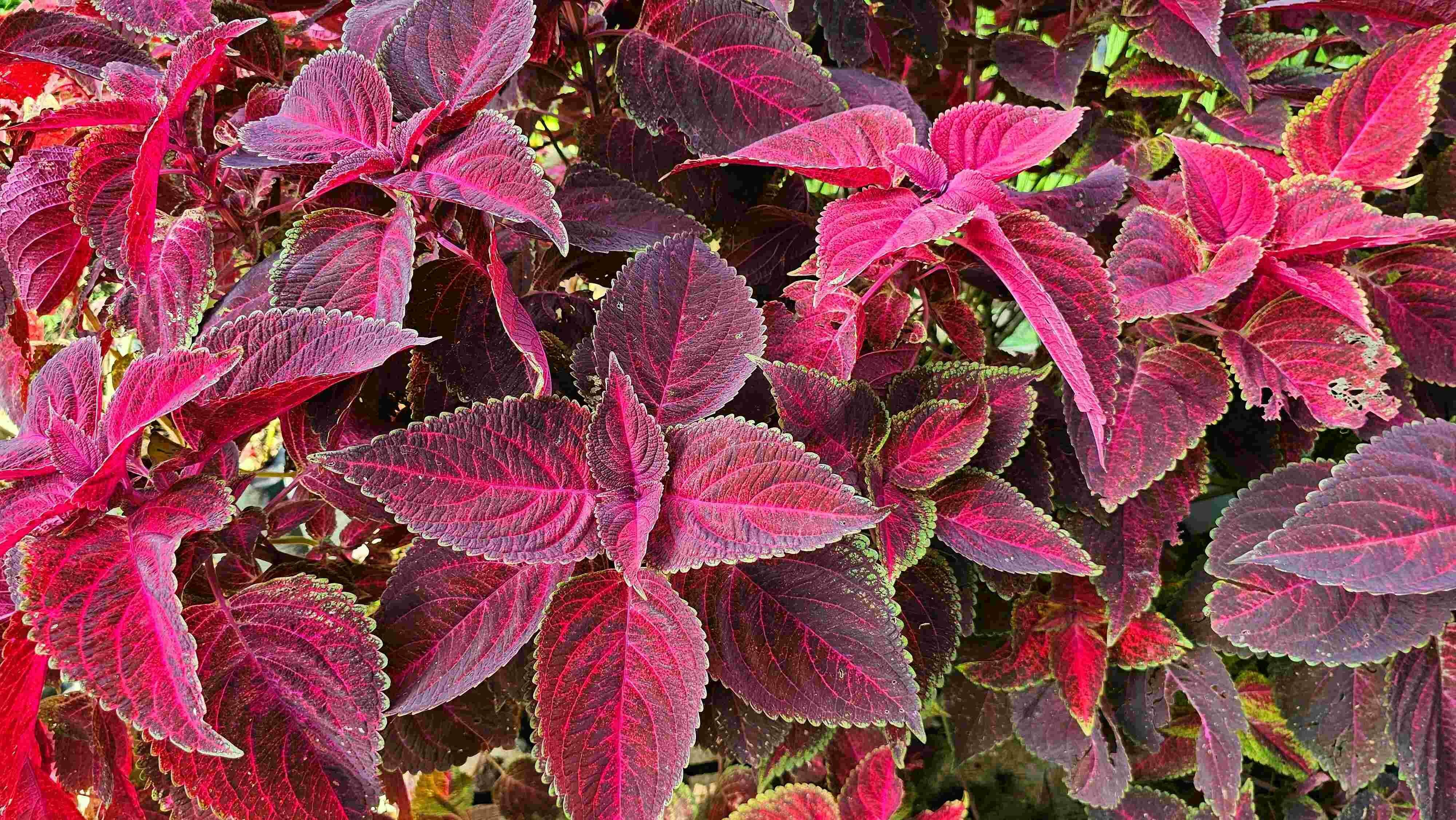 Coleus