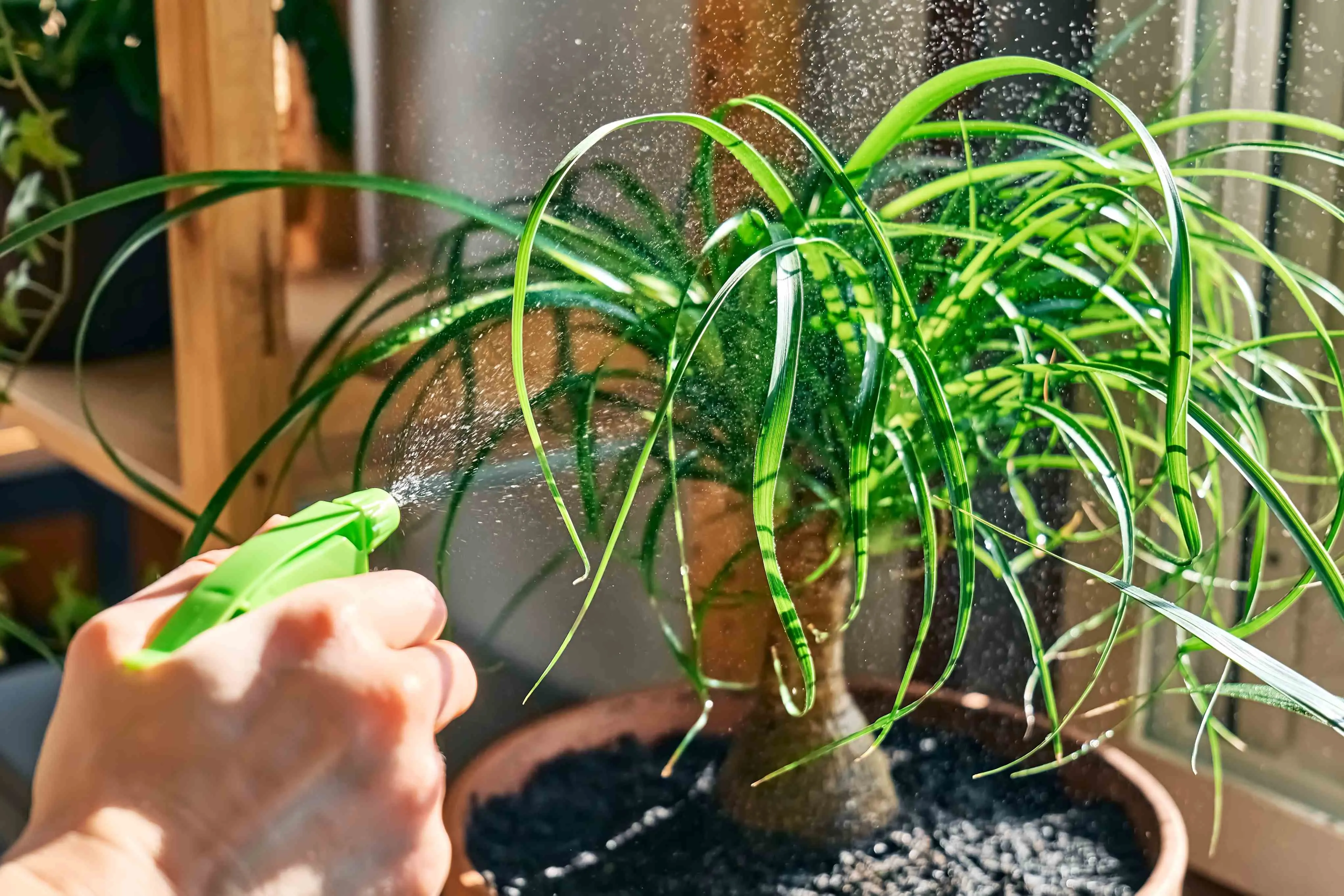 Beaucarnea recurvata é o nome científico da planta