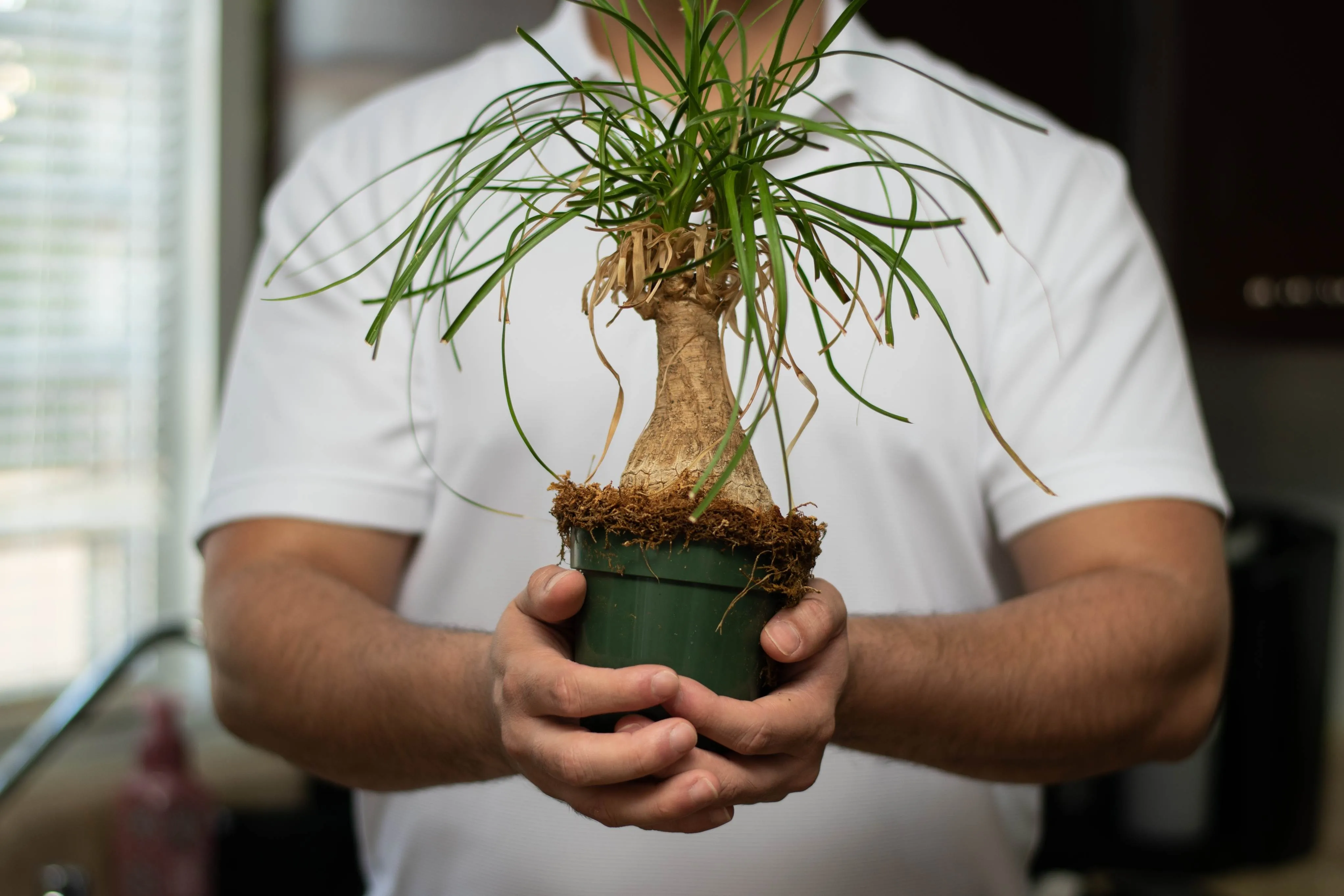 Planta pode ser utlizada para decoração