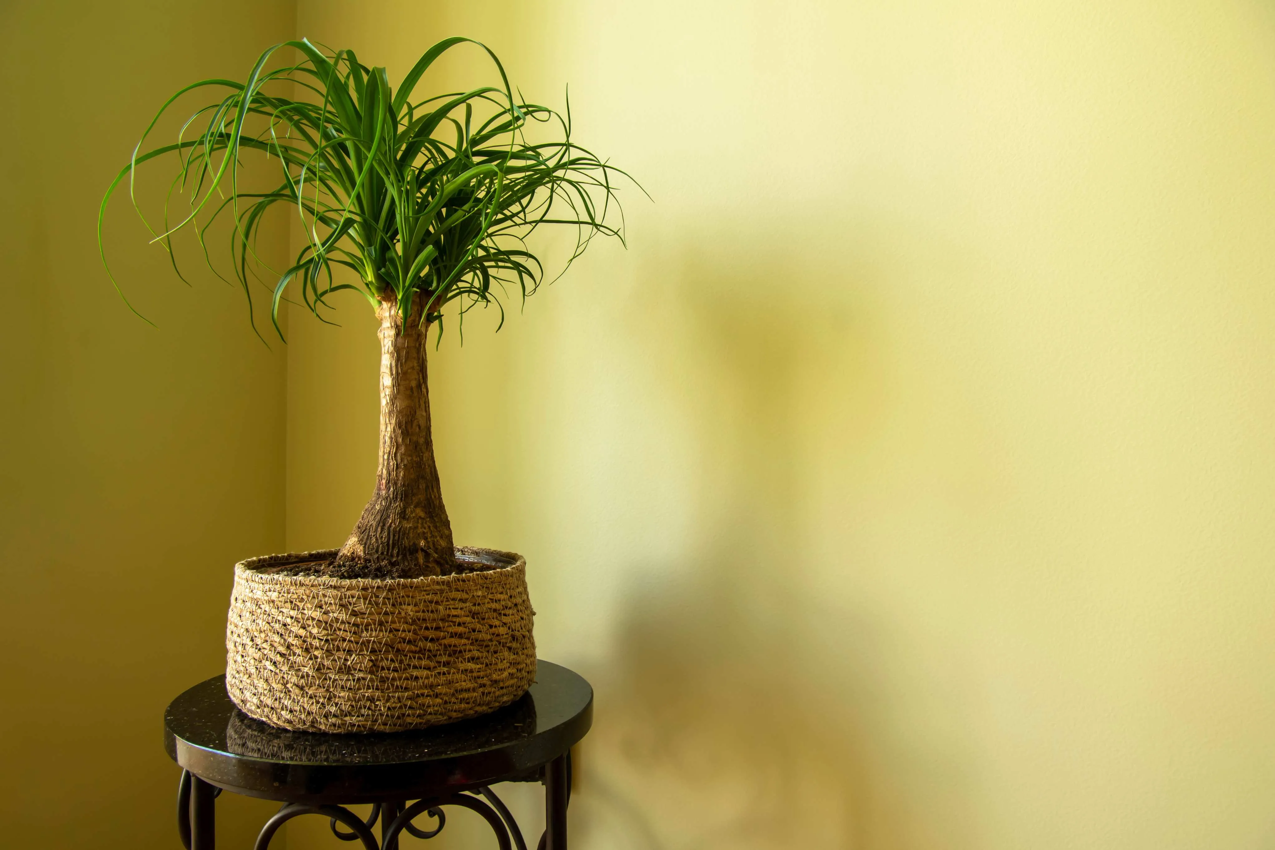 A floração da planta acontece quando ela atinge a fase adulta