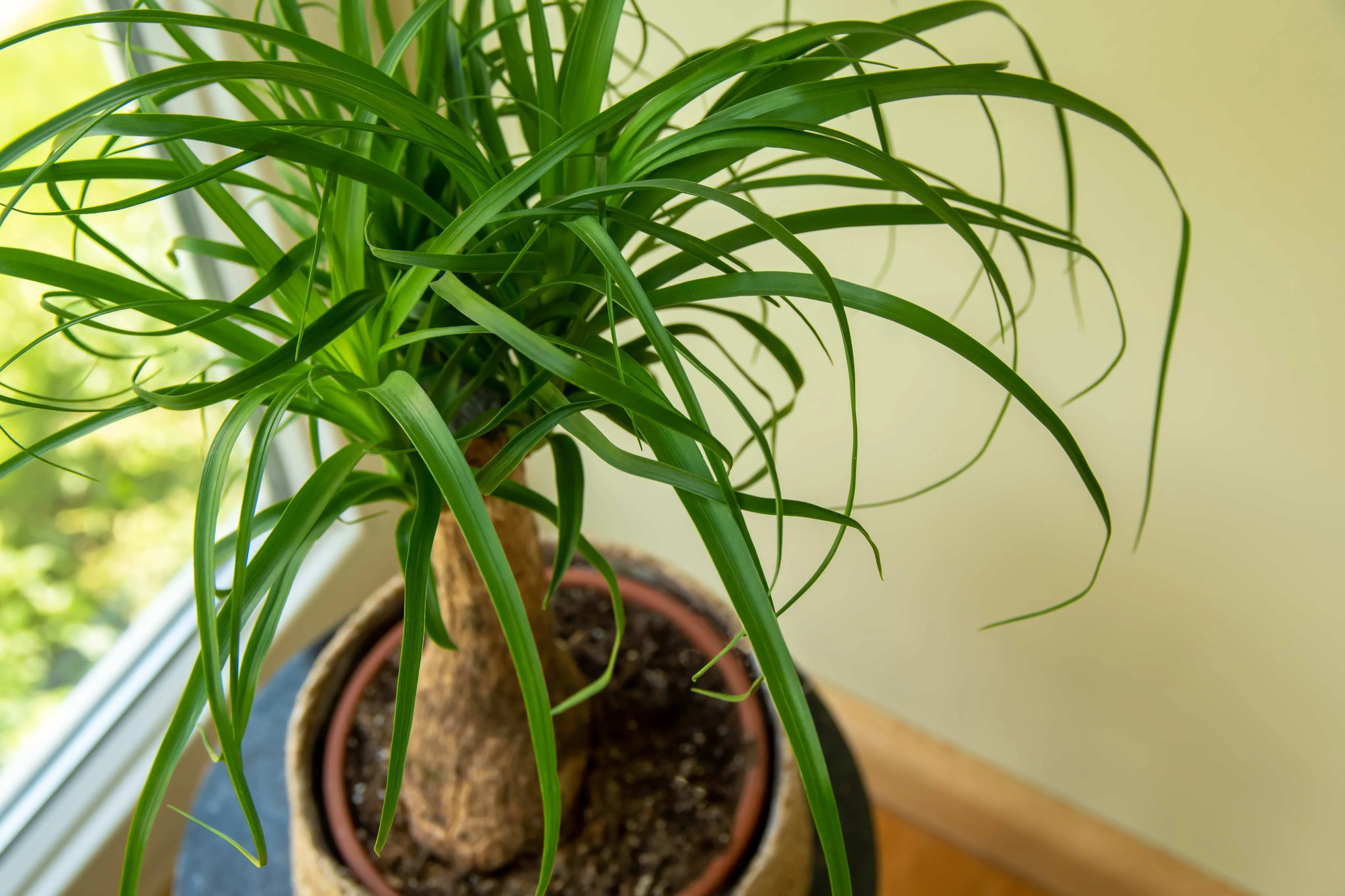 A planta não é venenosa