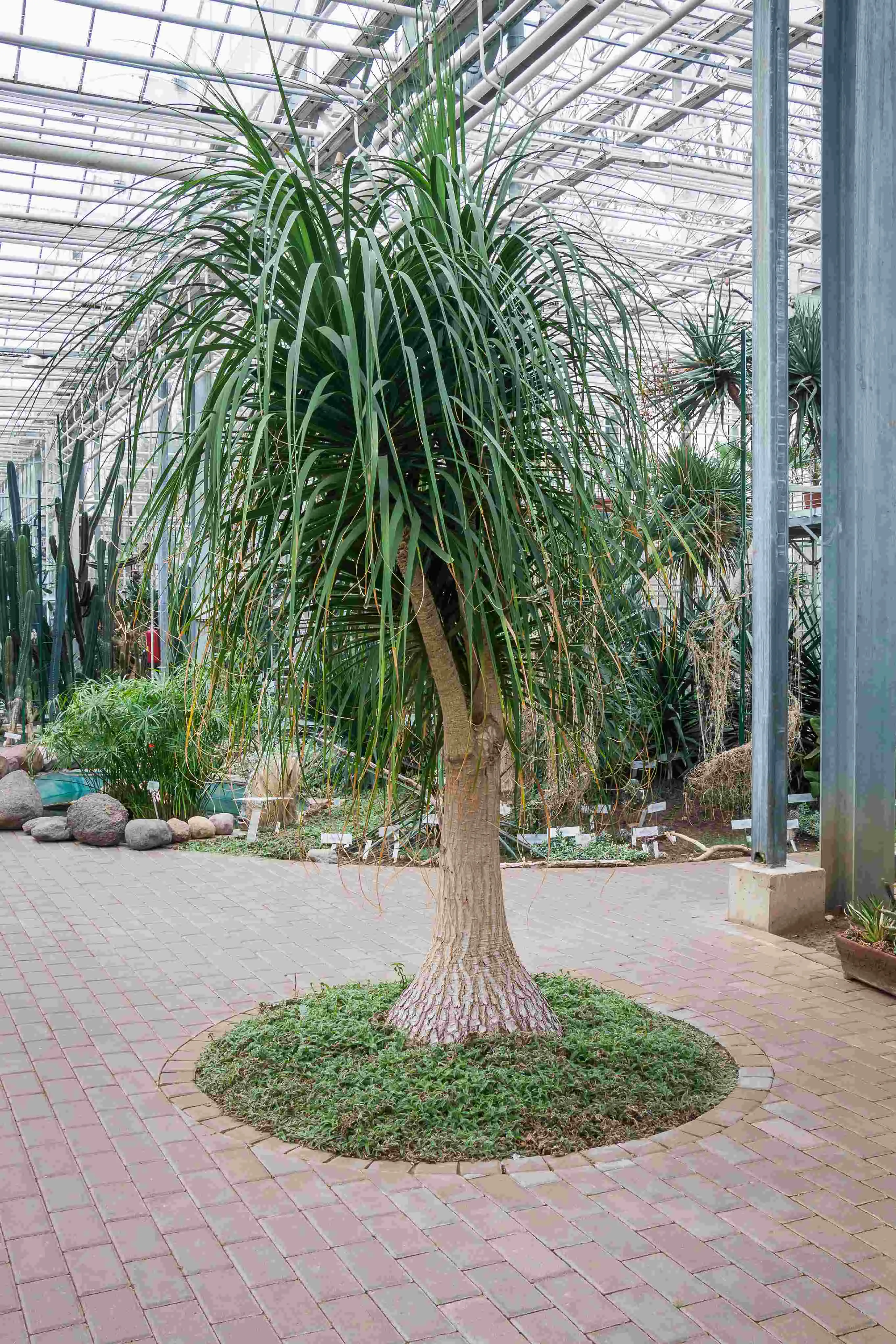 Planta floresce na fase adulta