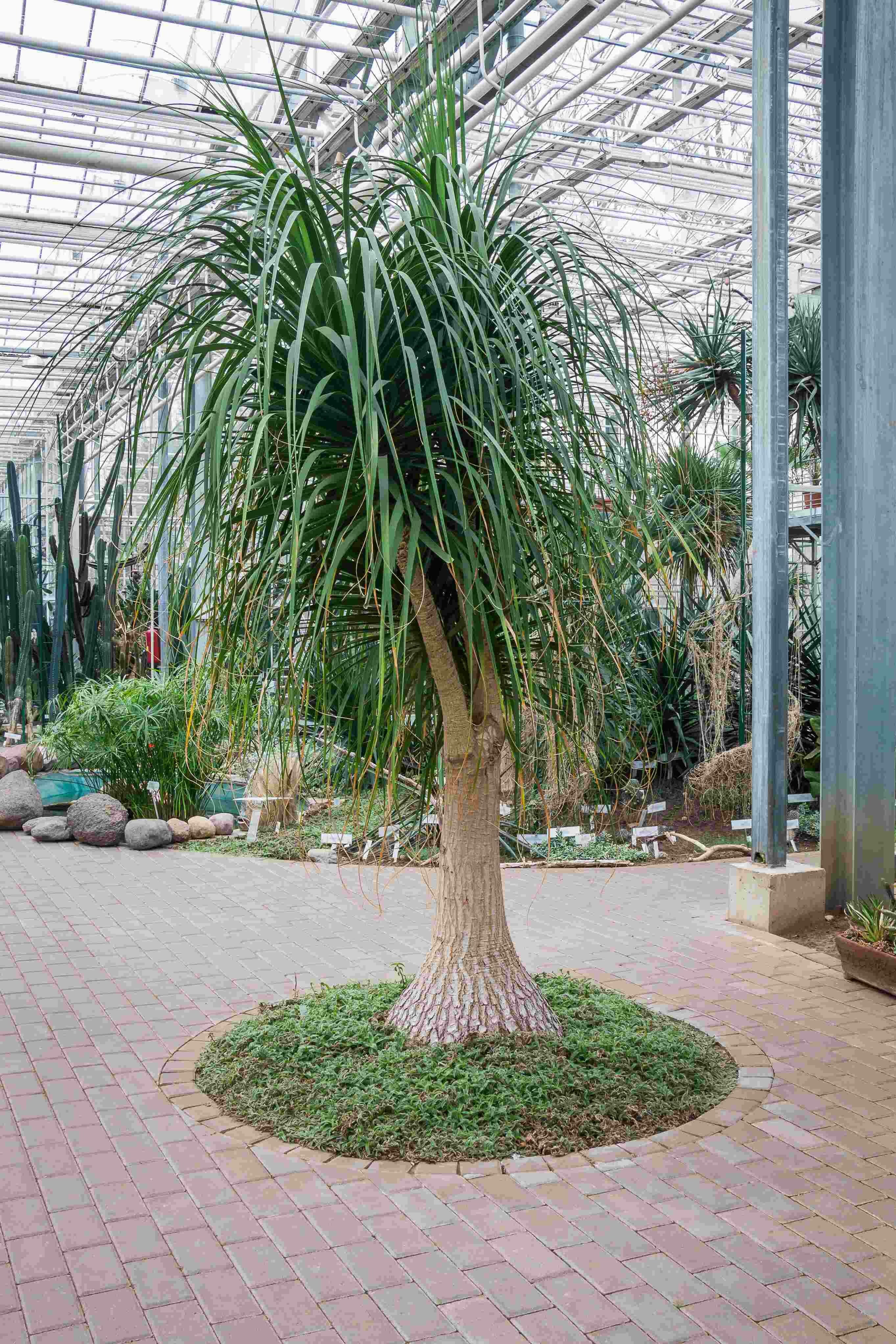 planta pata de elefante na fase adulta