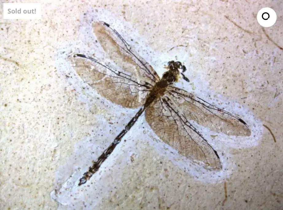 fóssil de libélula cearense