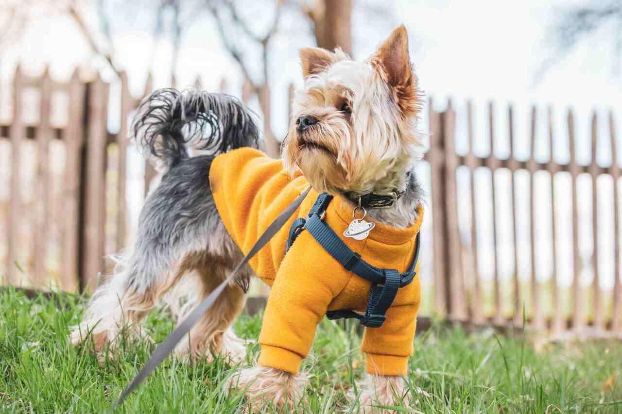 cachorro Shih Tzu com roupa de frio amarela e coleira preta
