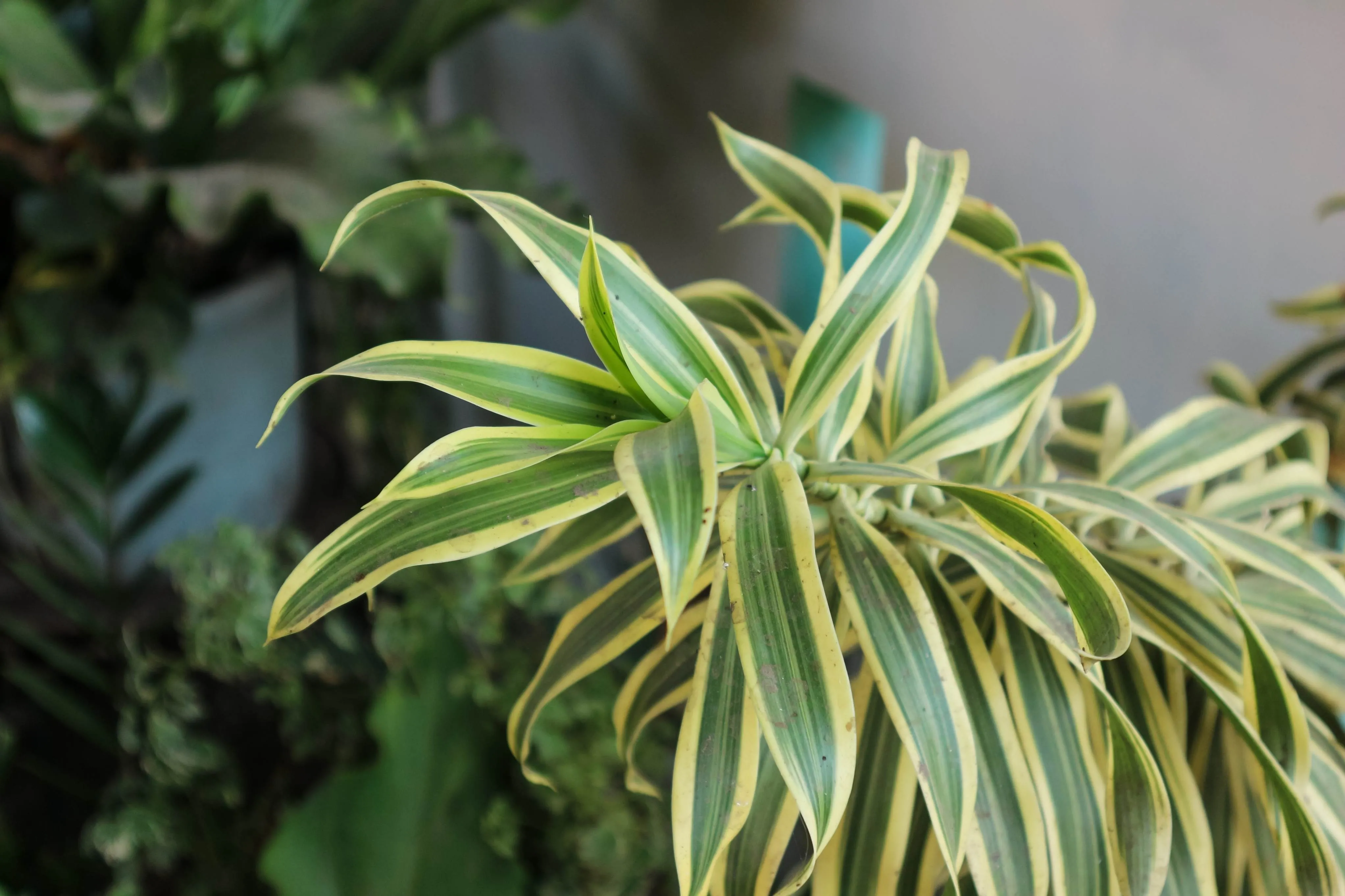 A planta precisa de iluminação, ventilação e rega adequada