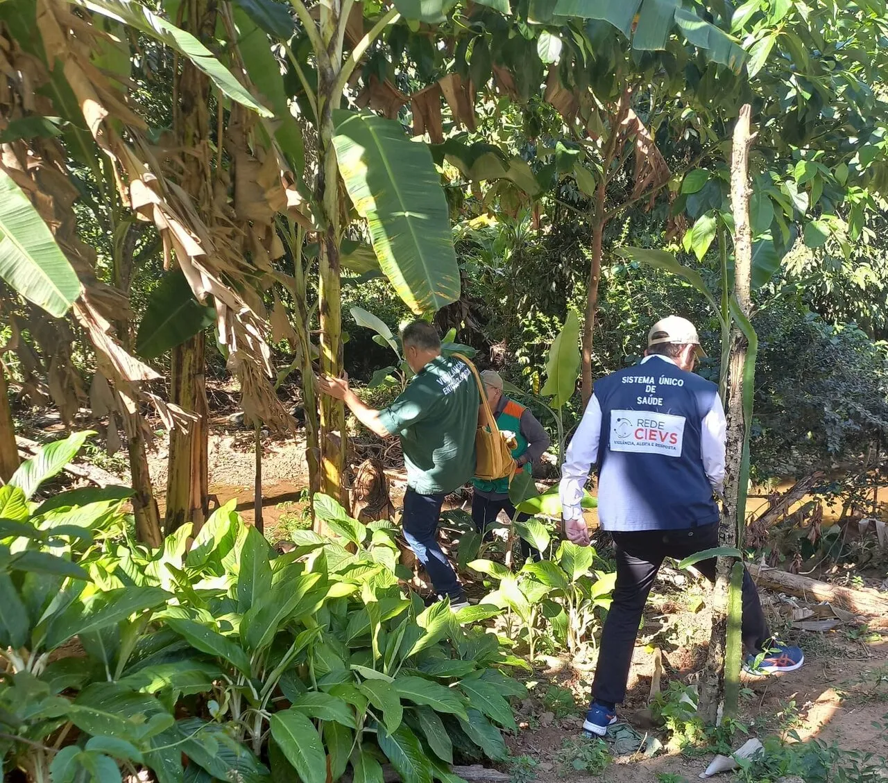 Coletas são feitas no Maciço de Baturité