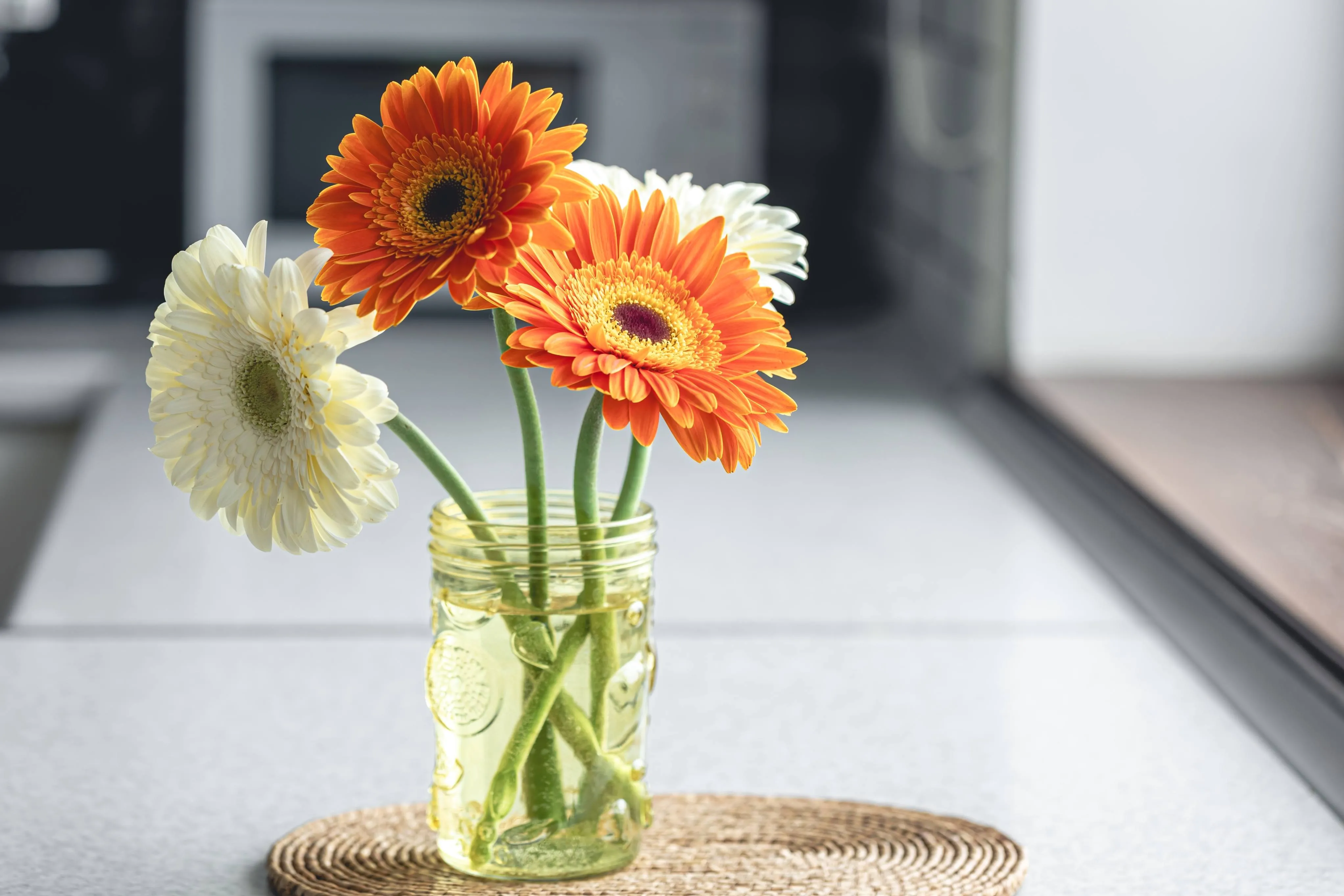 Gérbera é uma ótima opção para decoração