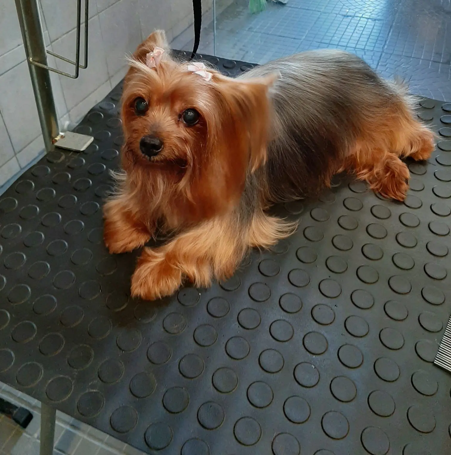 foto de cadela que foi sequestrada em fortaleza