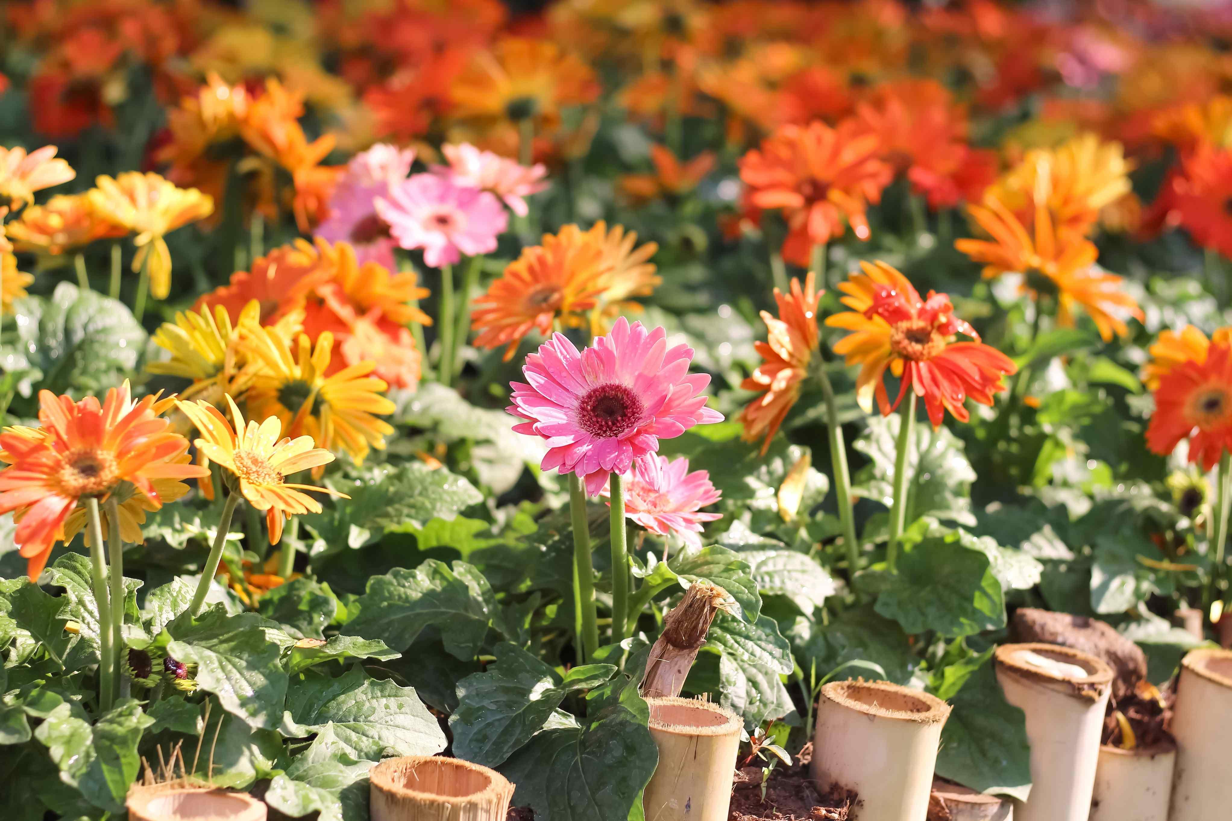 Planta gérbera de diferentes cores