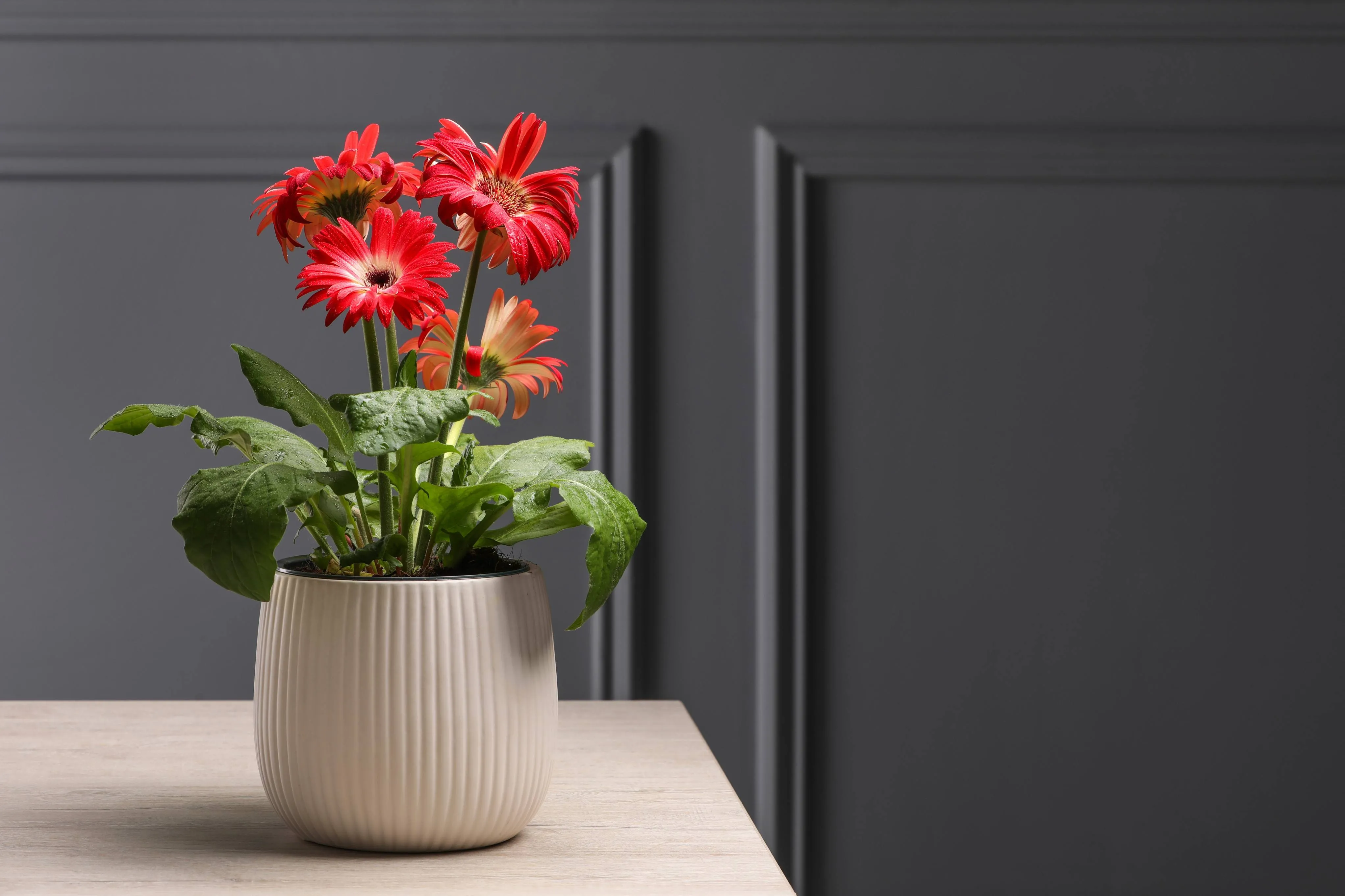 Essa planta não exige muitos cuidados e é fácil de manter em casa
