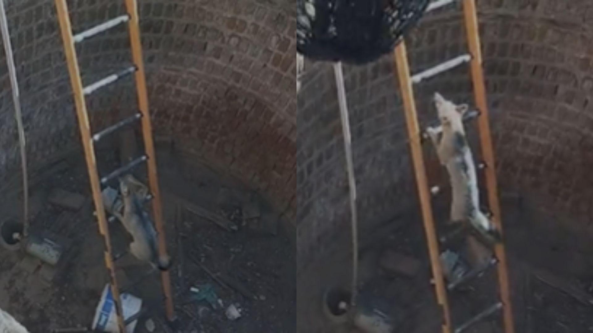 Raposa sendo resgatada em um poço