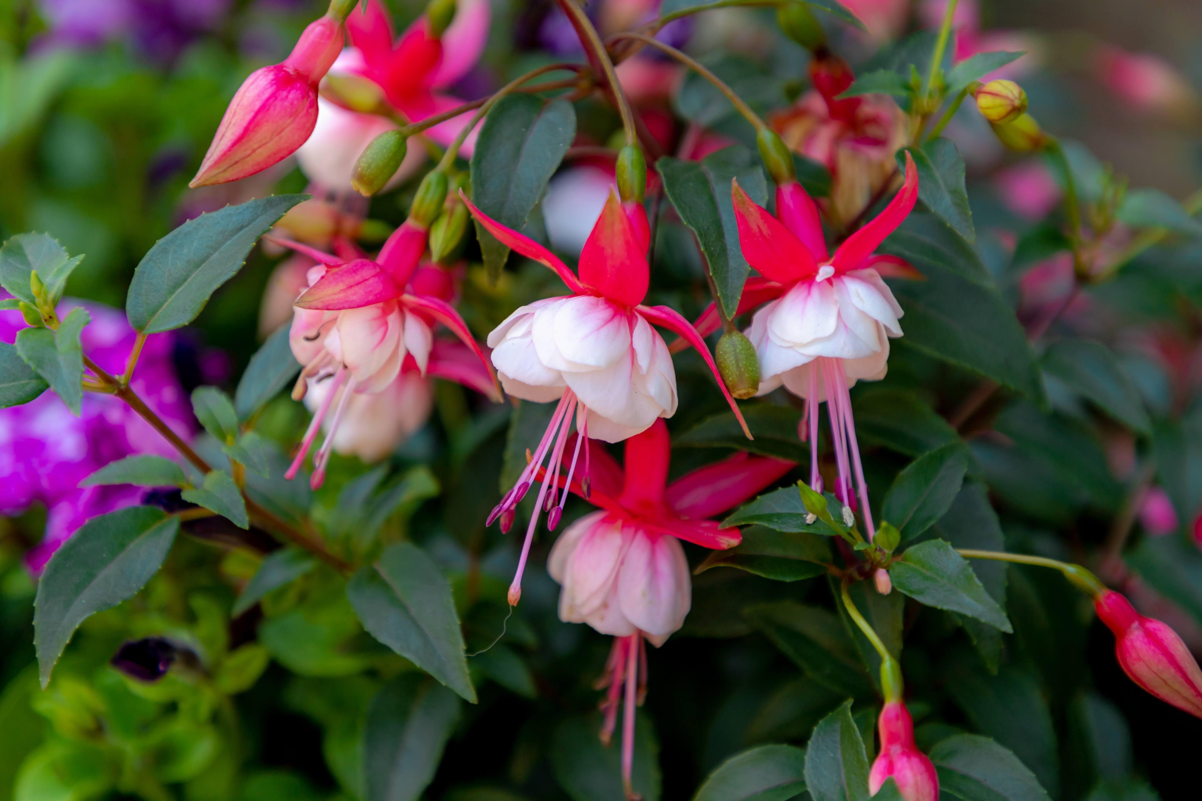 Planta brinco de princesa