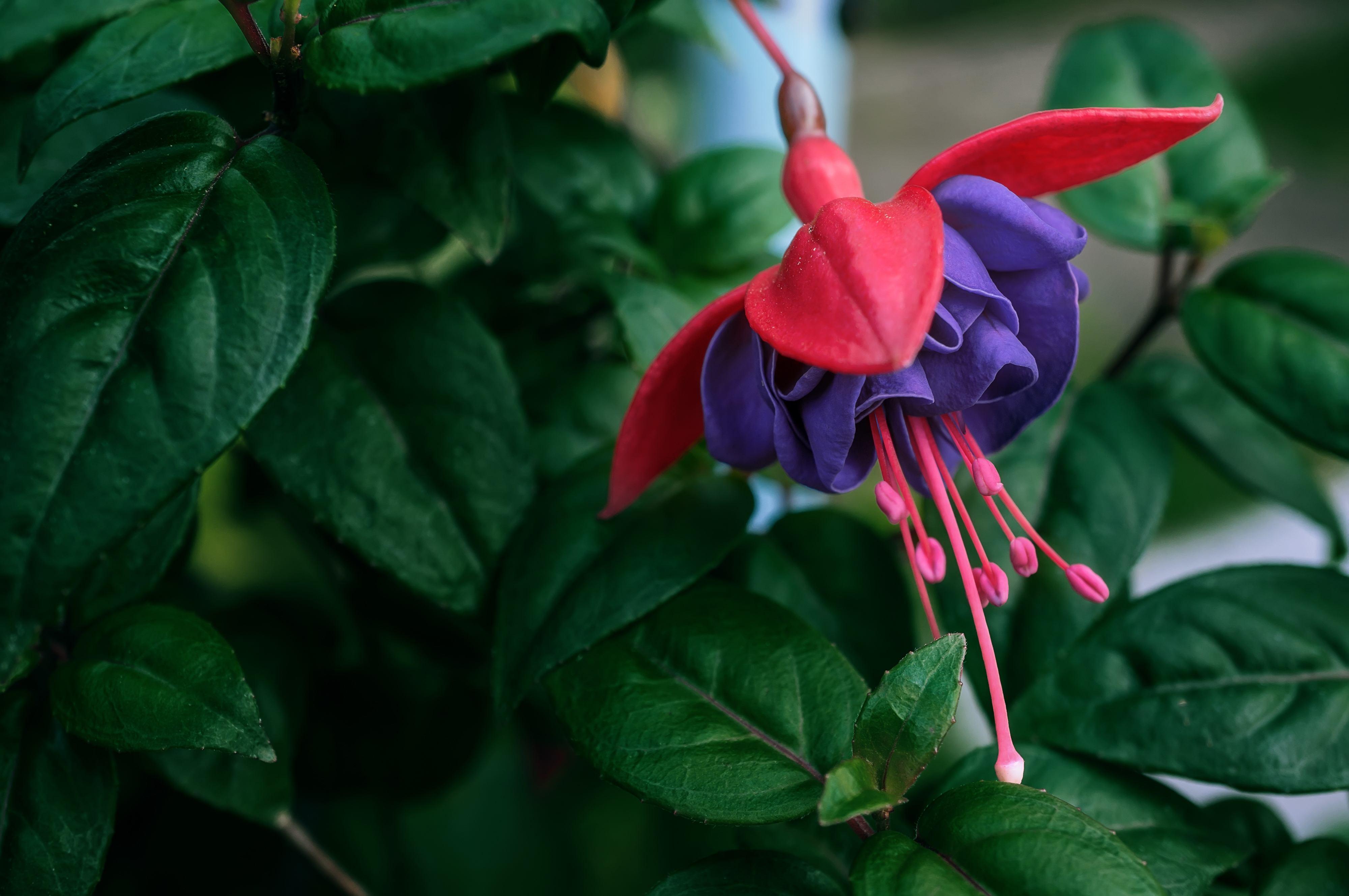 Planta brinco de princesa em cores rosa e roxa