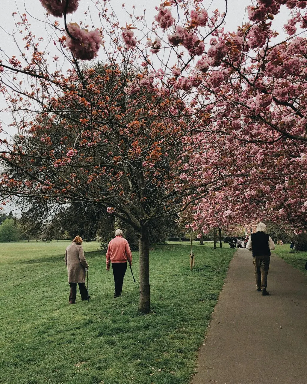 Idosos caminhando em em parque com ávores