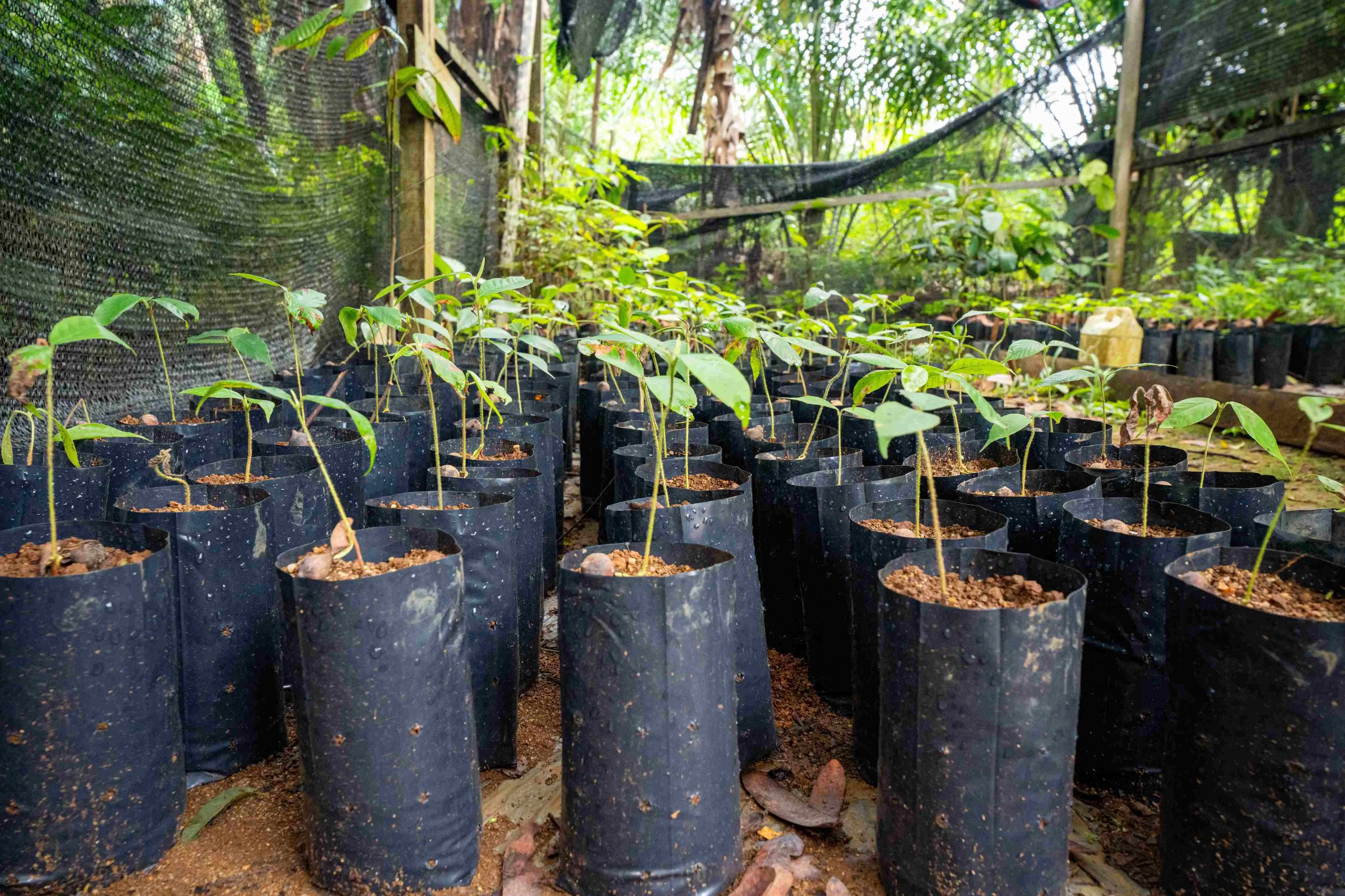 O reflorestamento ajuda no combate às mudanças climáticas