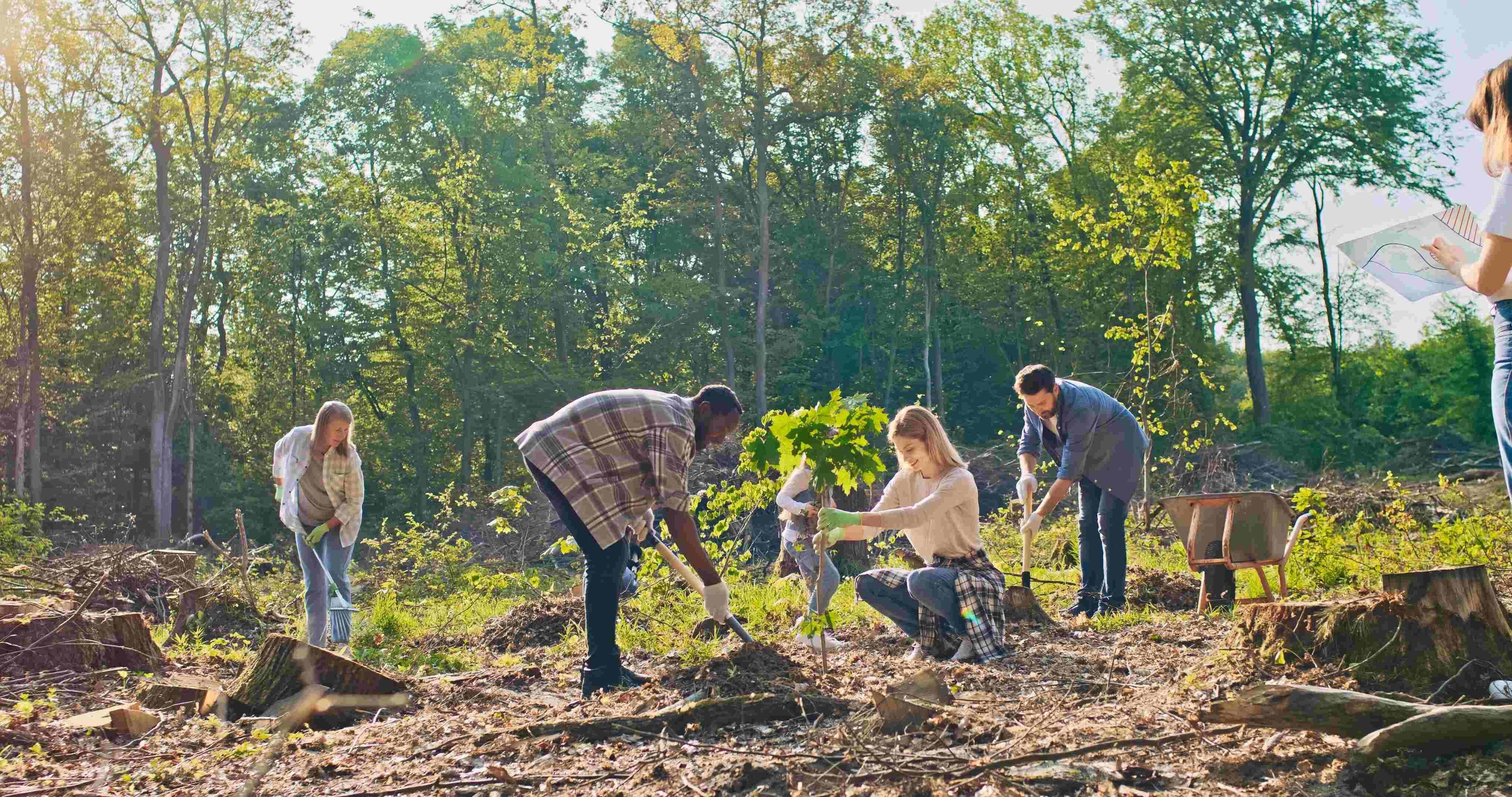 Pessoas plantando mudas de árvores