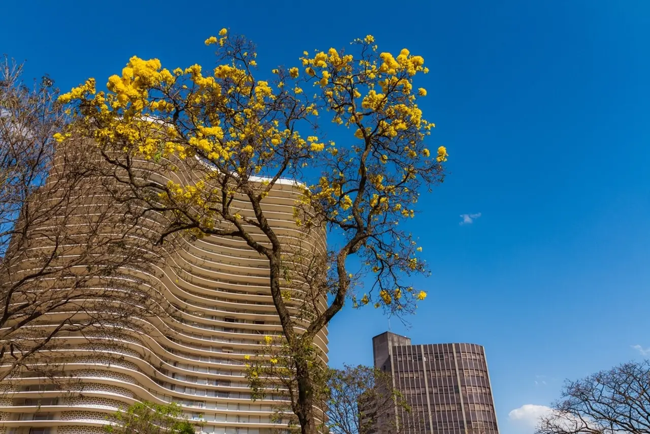 Ipê-amarelo com prédios ao fundo
