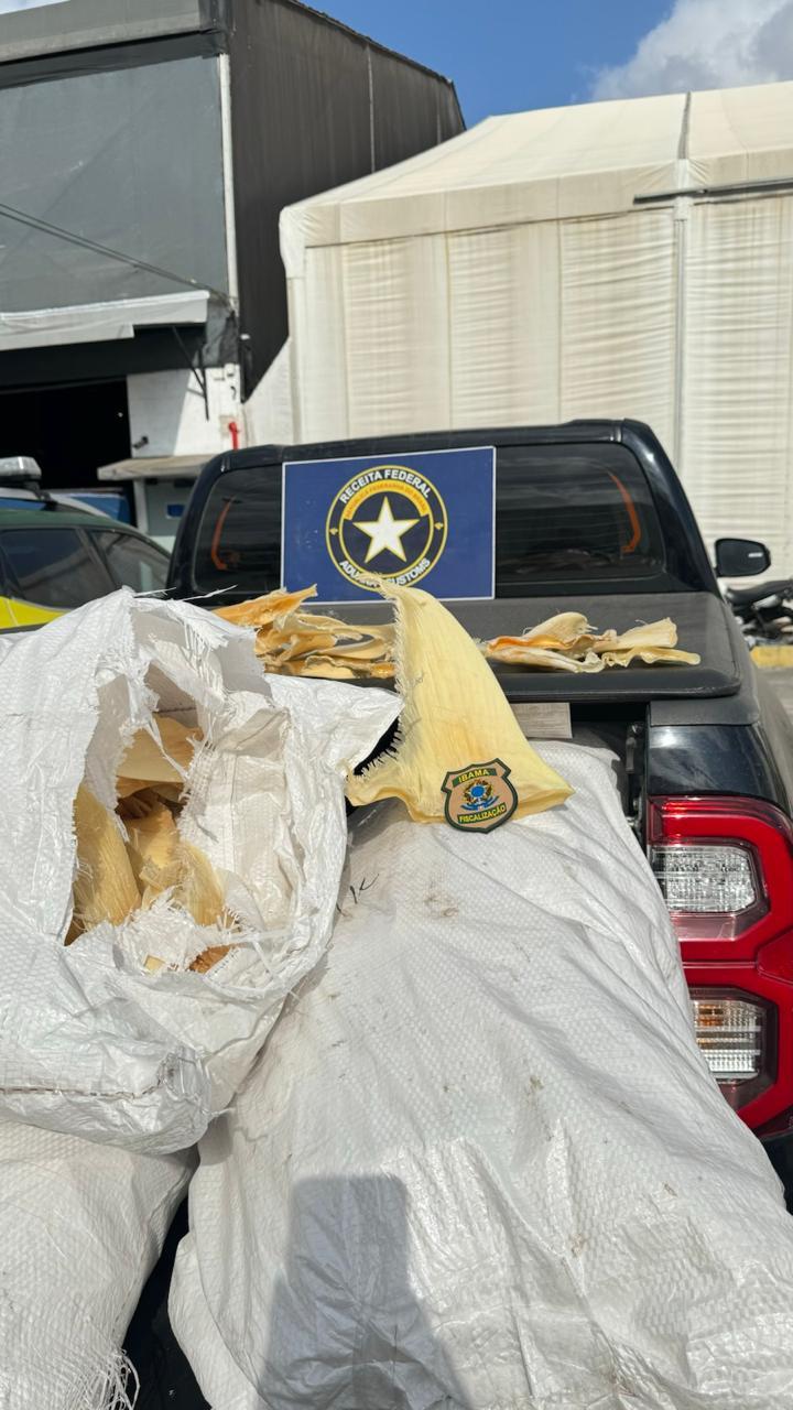 Barbatanas de tubarão-azul apreendidas em 23 de setembro de 2024 no Aeroporto de Fortaleza. Barbatanas de tubarão avaliadas em cerca de R$ 1,5 milhão são apreendidas em Fortaleza