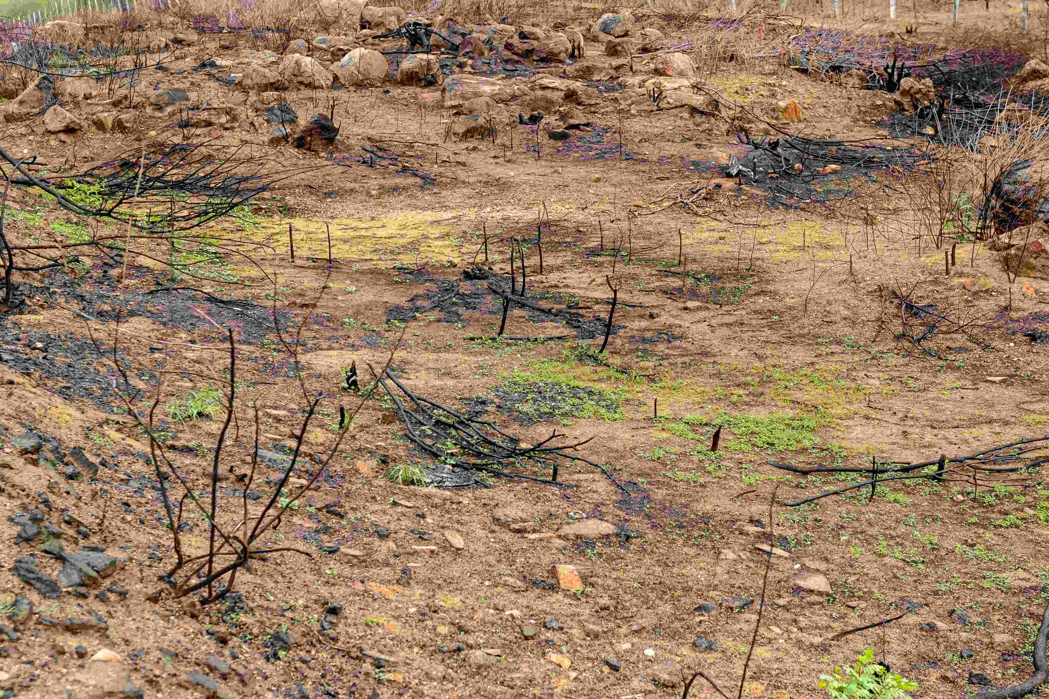 Desertificação do bioma Caatinga, no sertão da Paraíba, Nordeste do Brasil. Causada por desmatamento, queimadas, erosão e uso inadequado do solo.