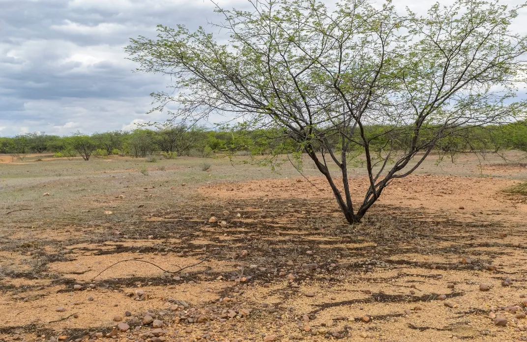 Desertificação do bioma Caatinga no sertão da Paraíba, Nordeste do Brasil.