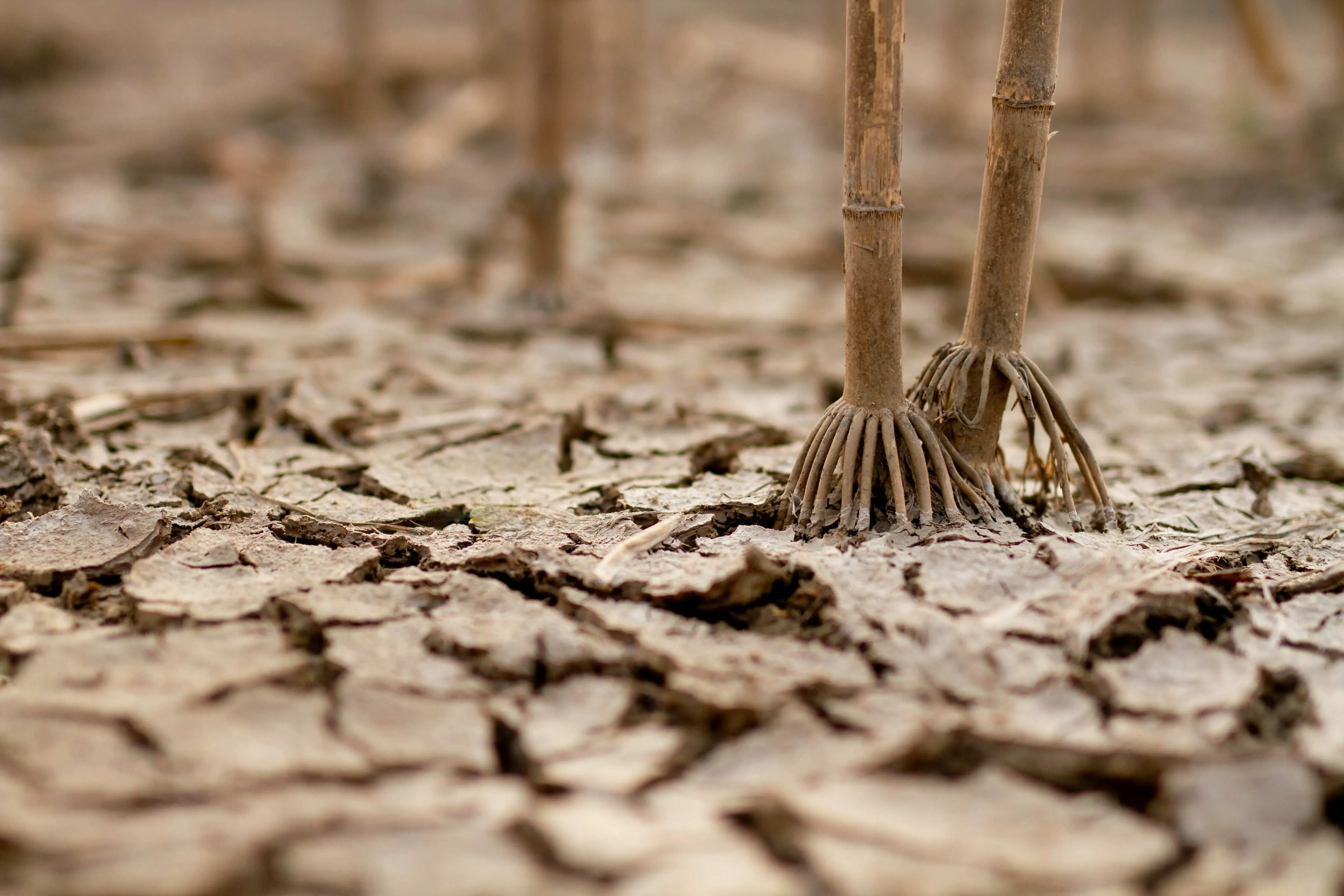 Queimadas e desmatamento podem estar relacionados com desertificação