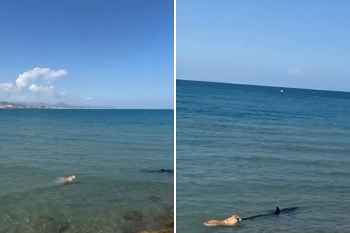 Cachorro mordendo cauda de tubarão na Espanha