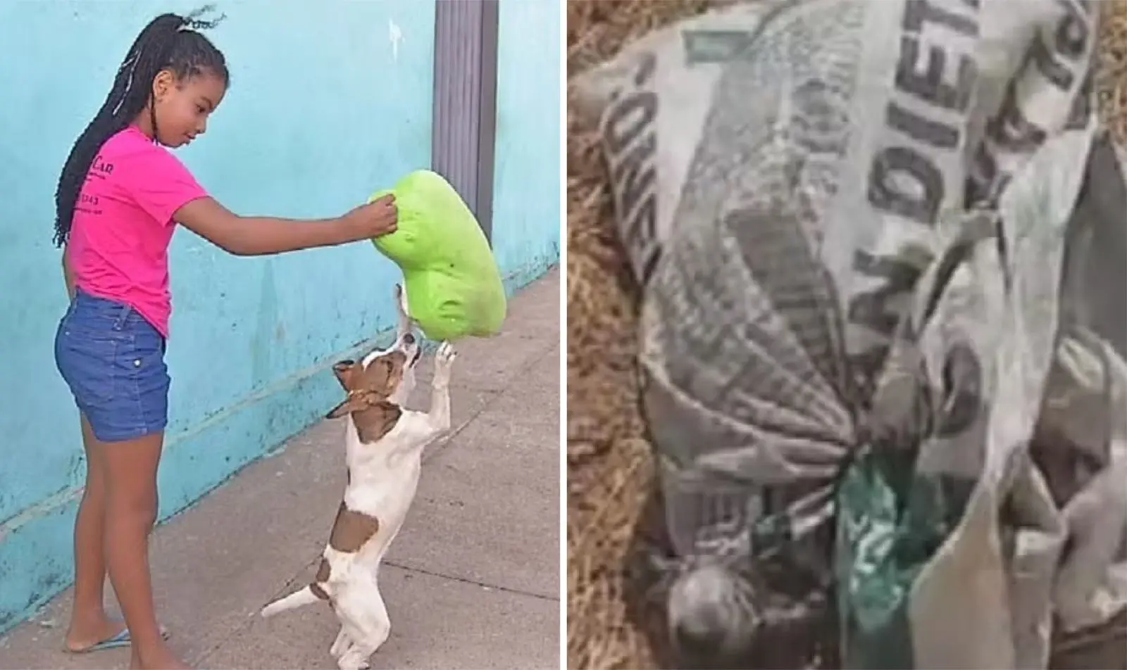 Montagem de fotos mostra menina e cadelinha resgatada à esquerda e saco plástico onde a cadela foi encontrada à direita