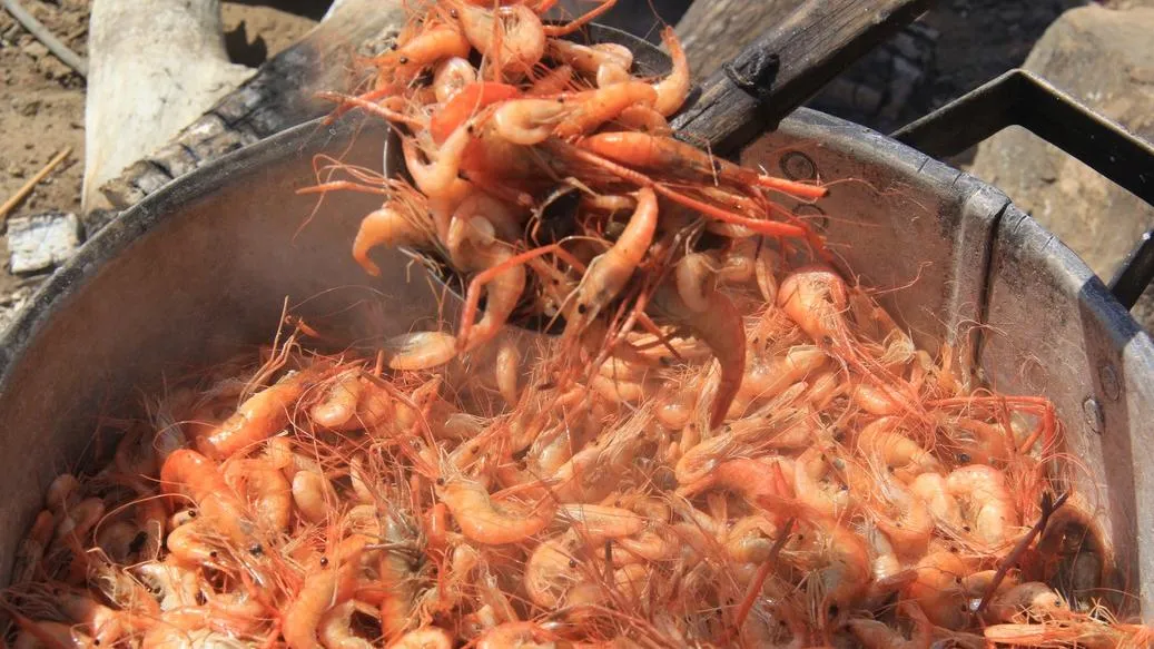 Ceará atingiu recorde de produção na carcinicultura