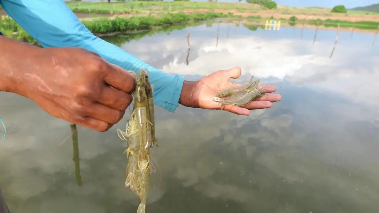 Produtor segura camarão na mão
