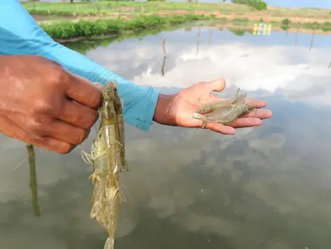 Imagem da notícia: Criação de peixes e camarão expande pelo interior do Ceará; veja ranking de cidades