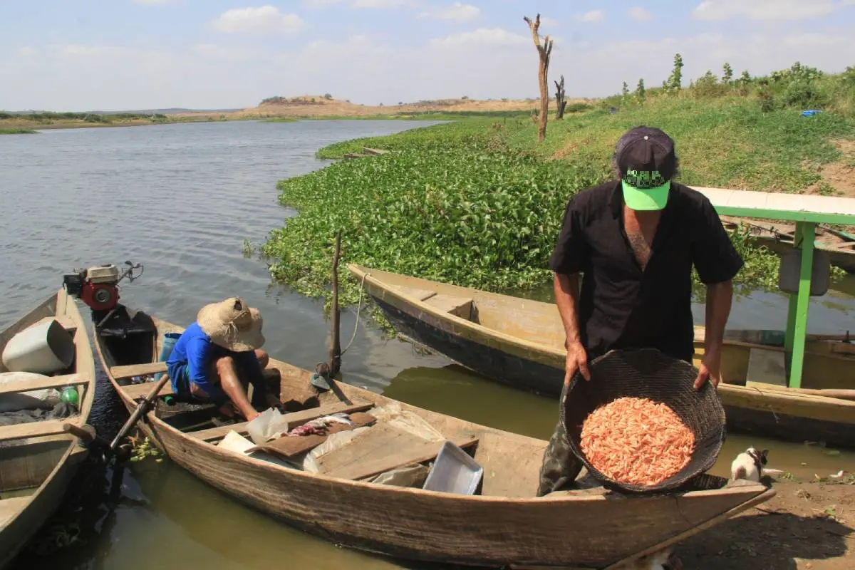 Imagem da notícia Criação de peixes e camarão expande pelo interior do Ceará; veja ranking de cidades