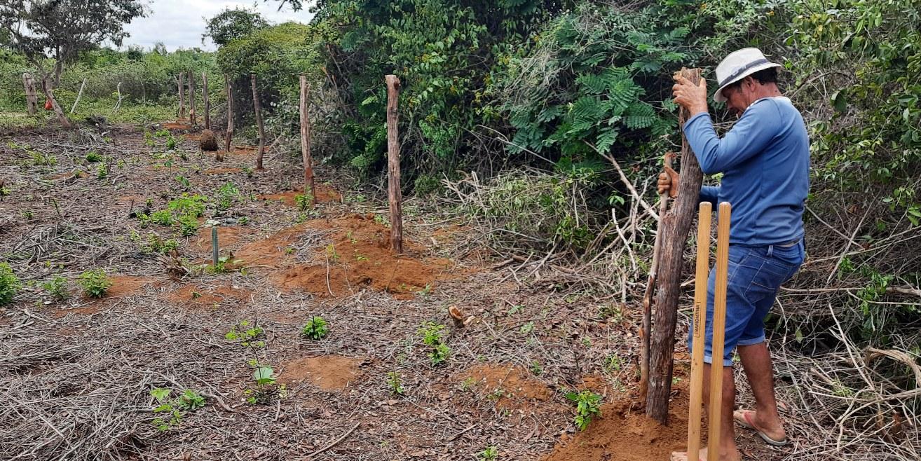 Reflorestamento de área degradada