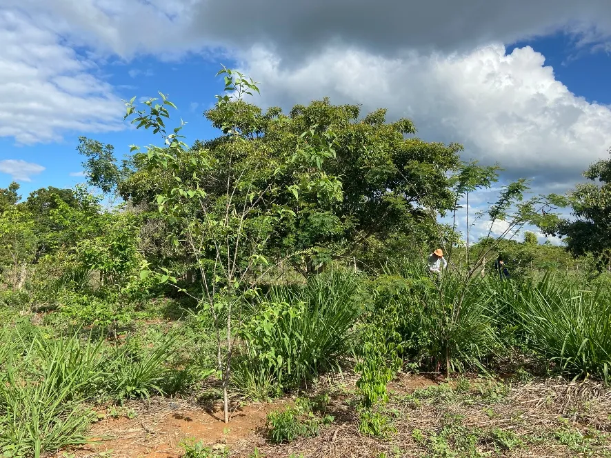 Ação de reflorestamento melhora do microclima, da biodiversidade e da percolação de água