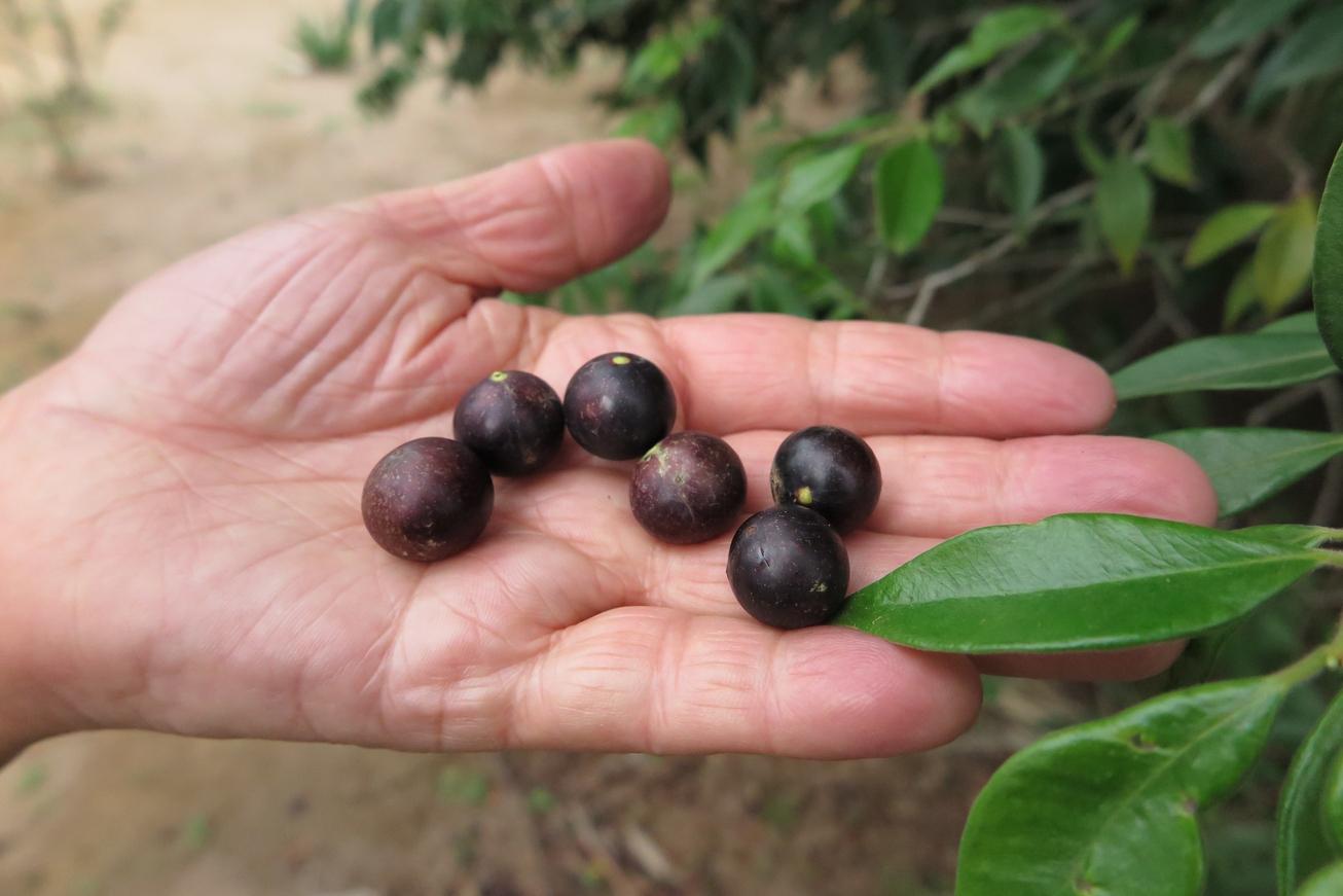 Frutos de uma árvore que nasceu após ação de reflorestamento