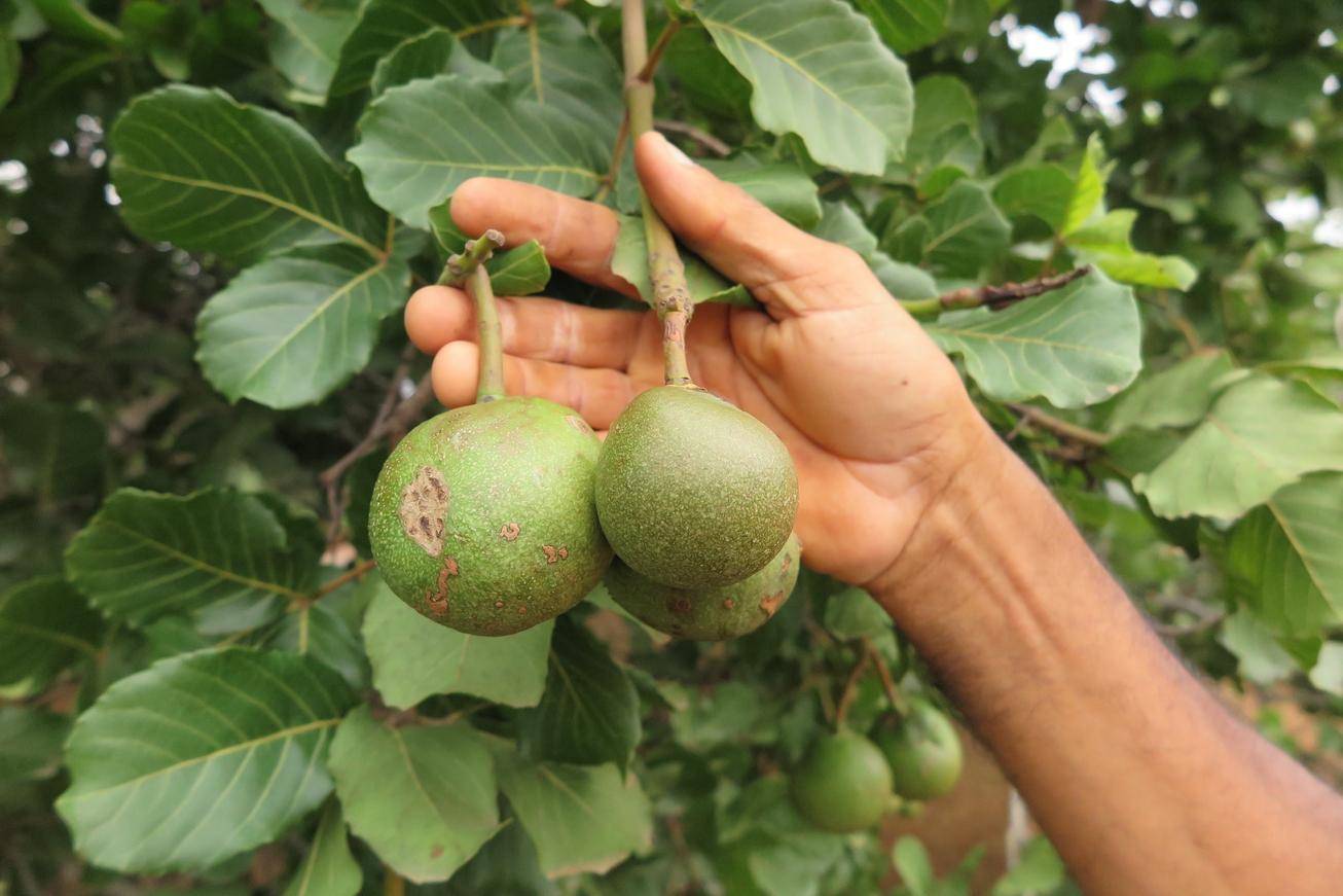 Frutos de uma árvore