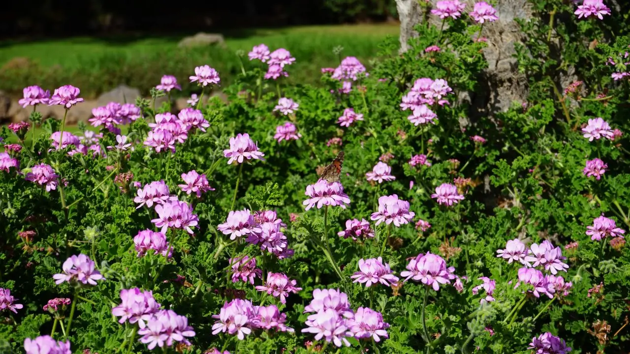 capa da noticia